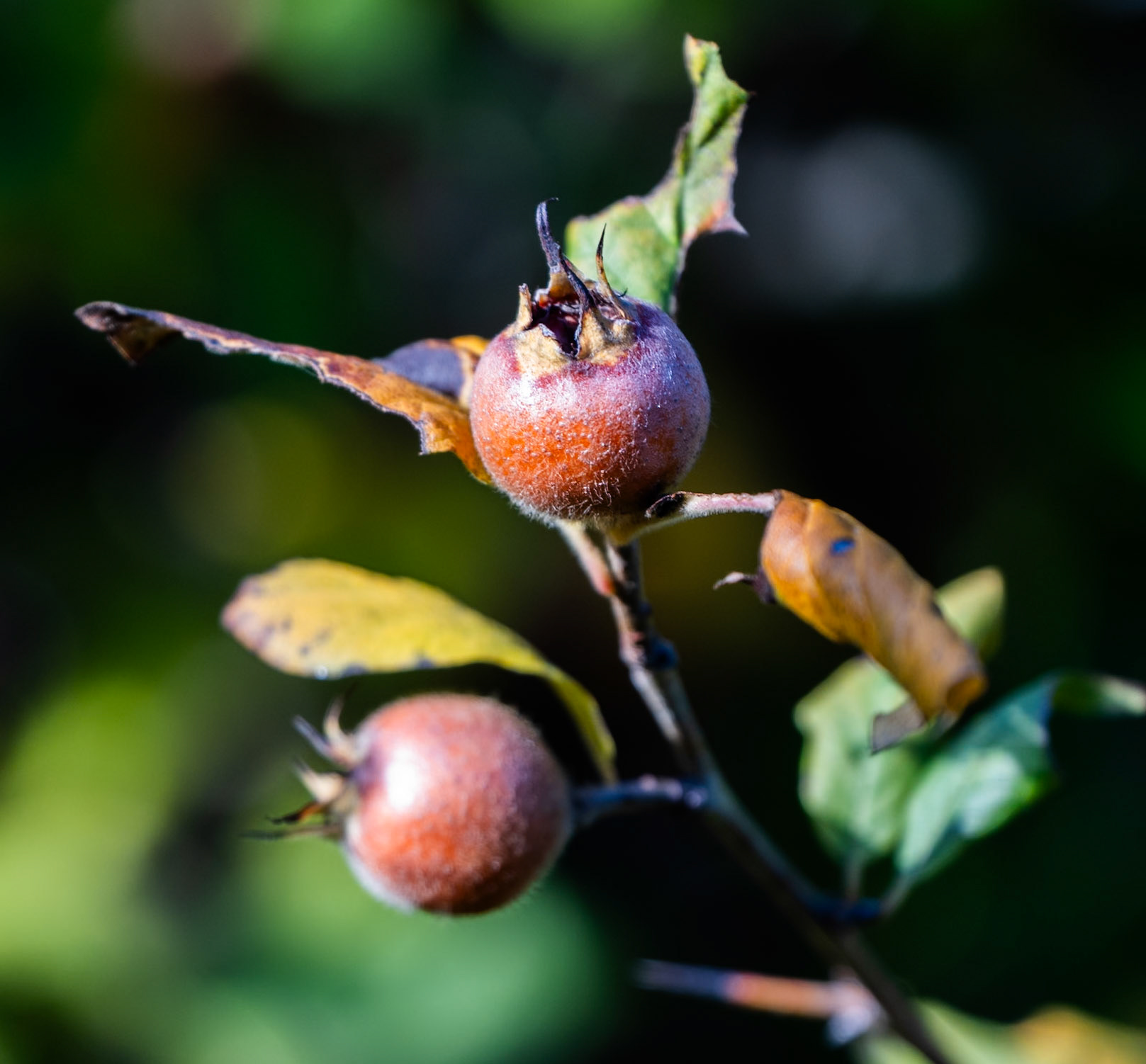 Alacalı western forest  fruits (what?)