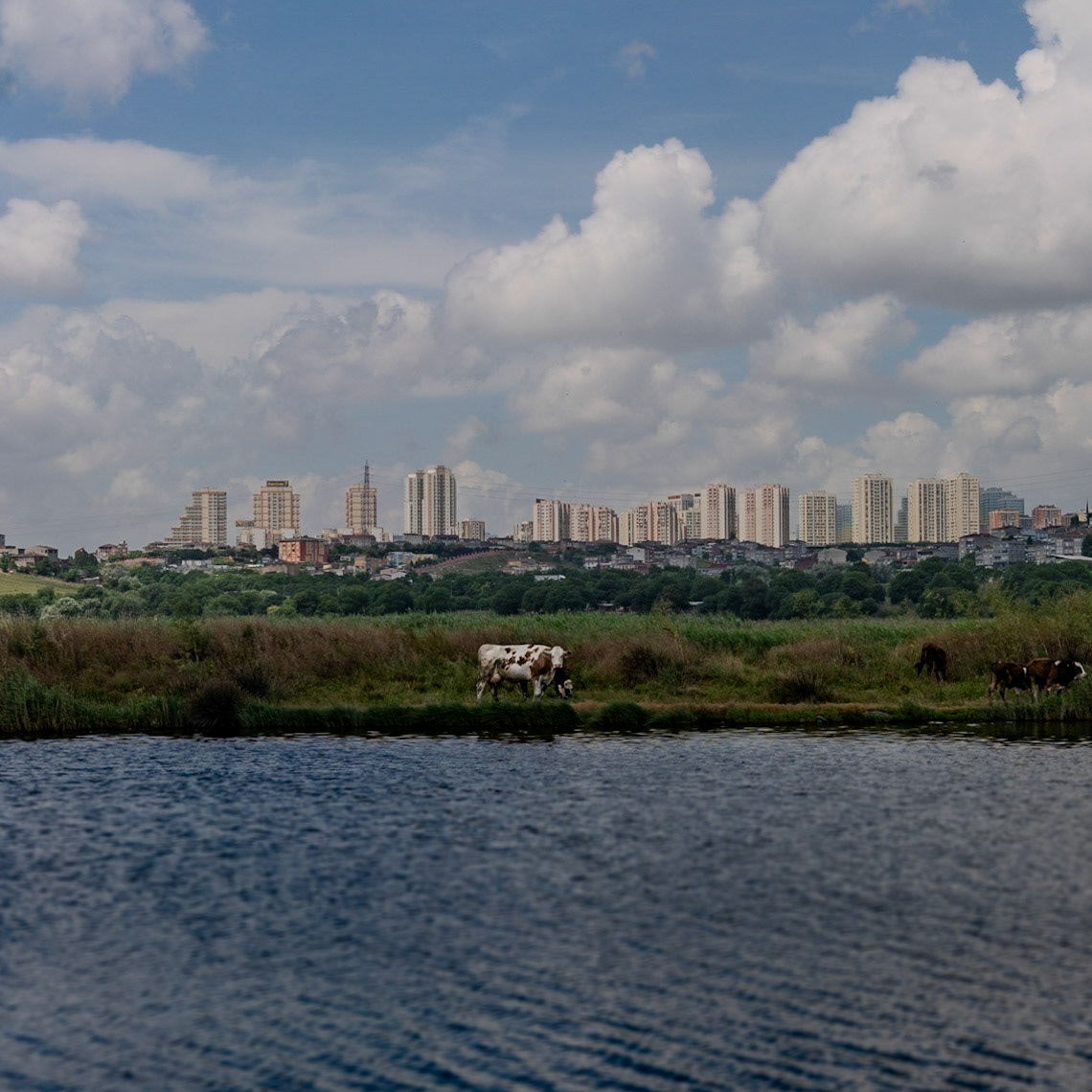 western Küçükçekmece Gölü seen from the eastern side: a marsh cow and her calf with Yeşilkent (sic) behind