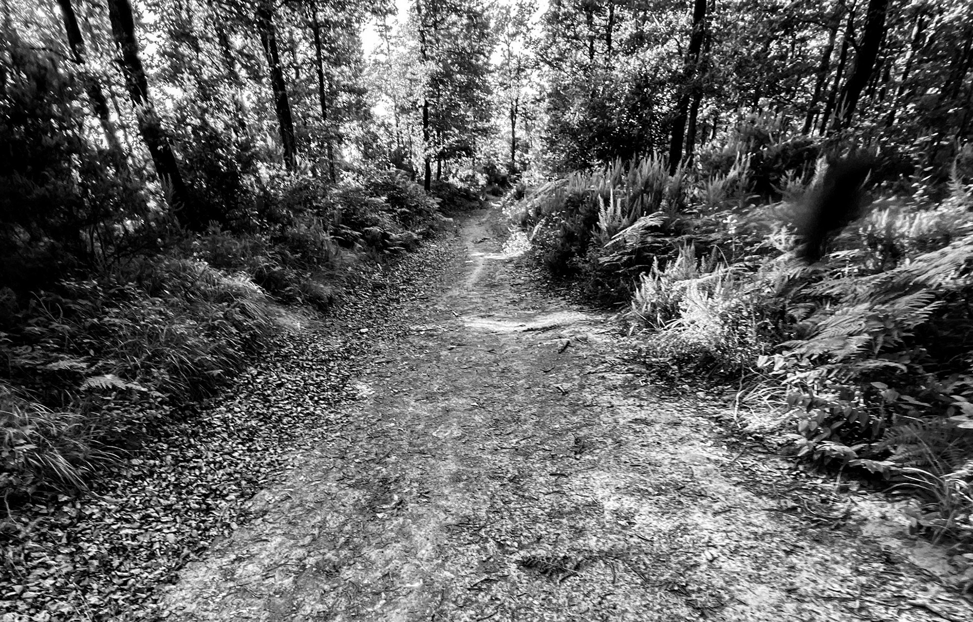 Kozlu forest: woodland track