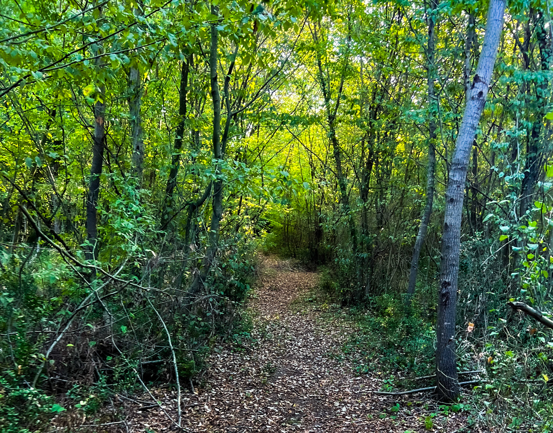 İshaklı forest: green track