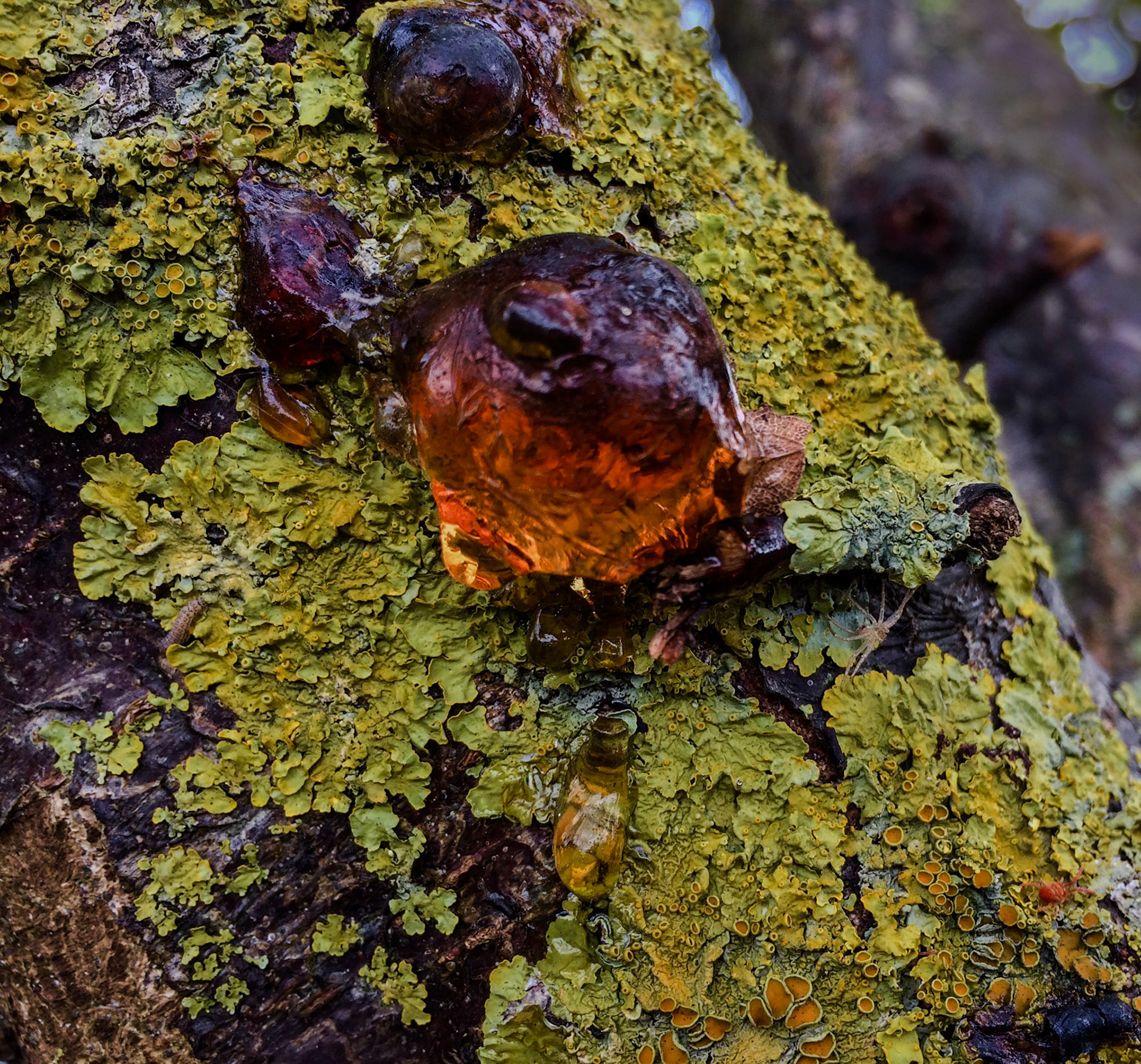 coming to Bathonea from the north: a strip of beatiful, old, lakeside woodland - resin and lichen on a tree