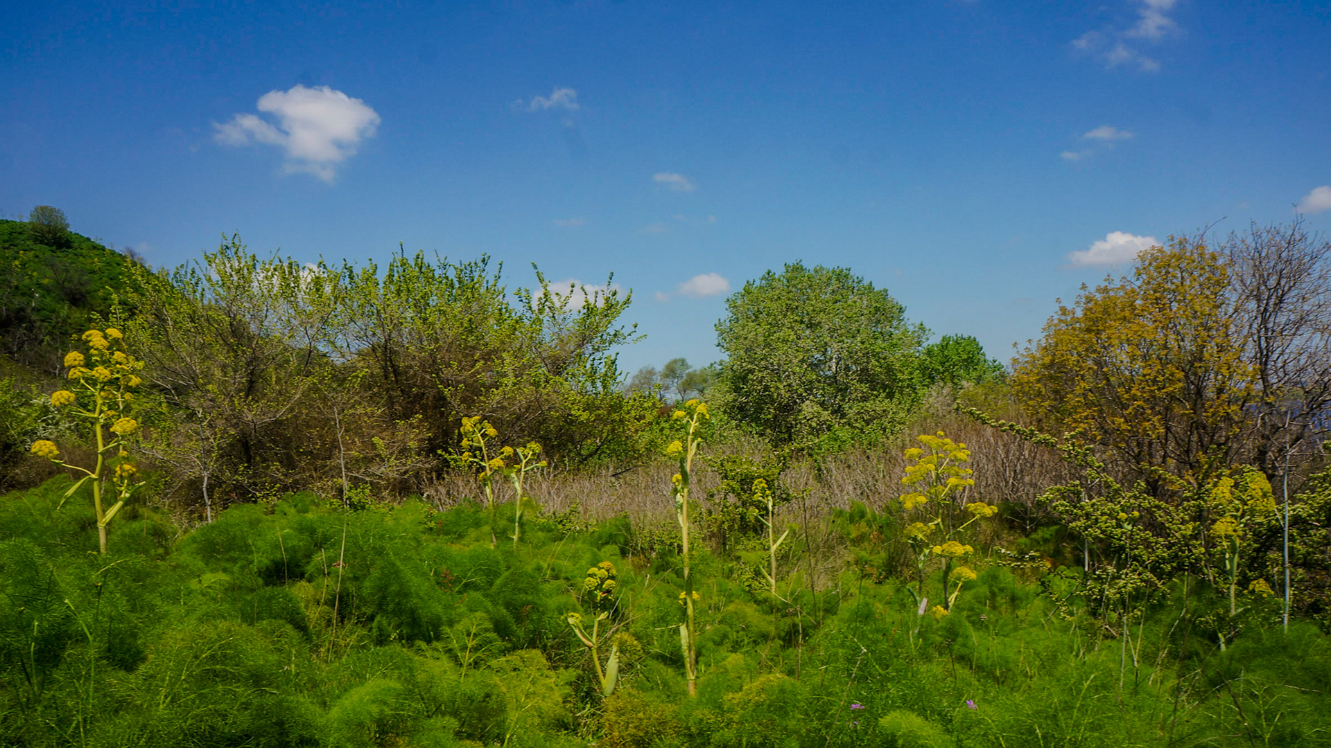 Küçükçekmece western lakeside: yellow triffids (giant fennel / çakşır otu)