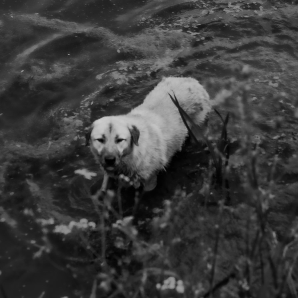 Dursunköy: Scraggle has another dip