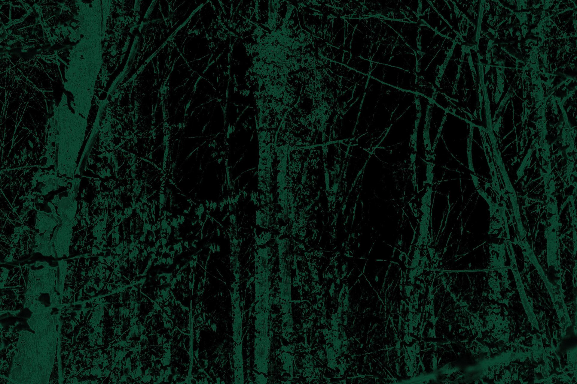 Neşet Suyu forest: winter woodland