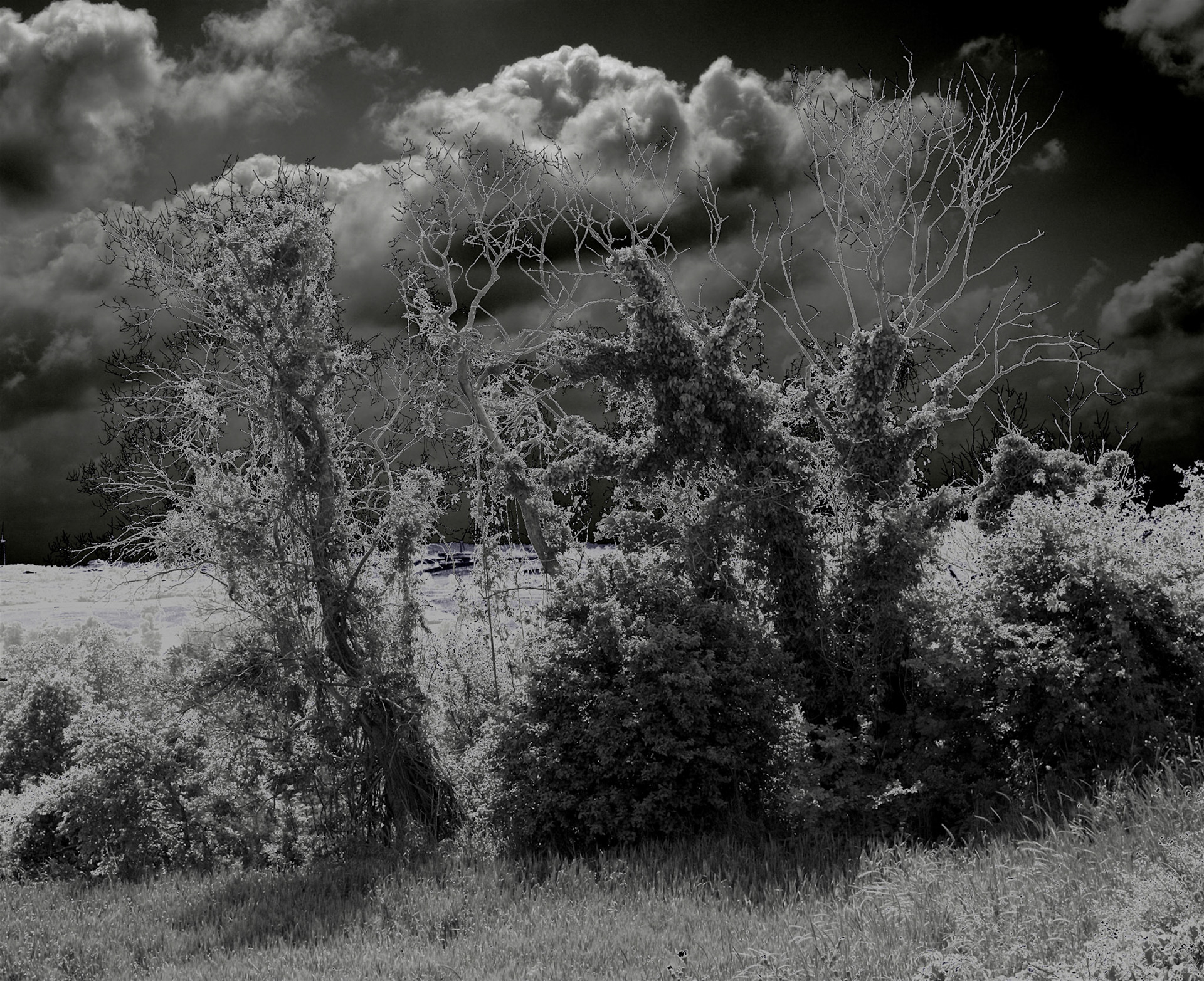 between Germe and Baklalı: wraith-like trees