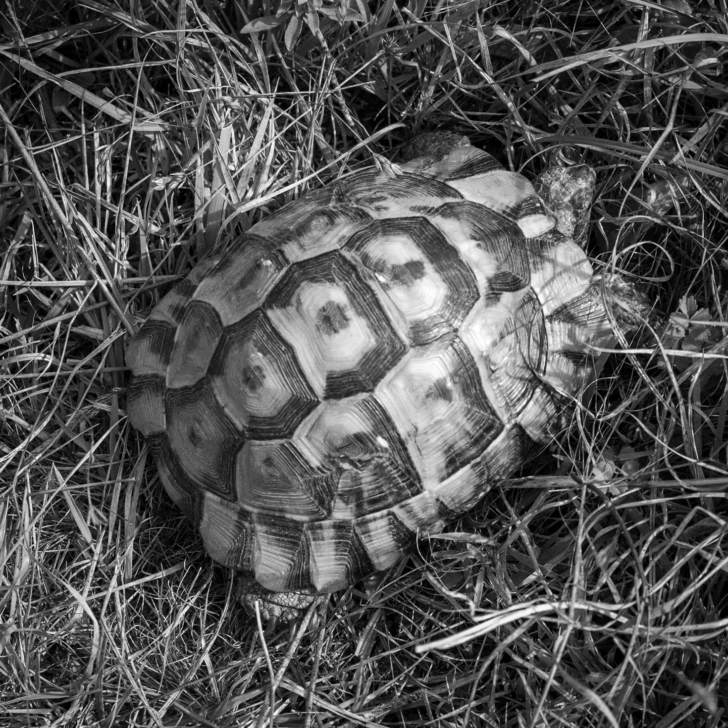 speculators’ crest: tortoise