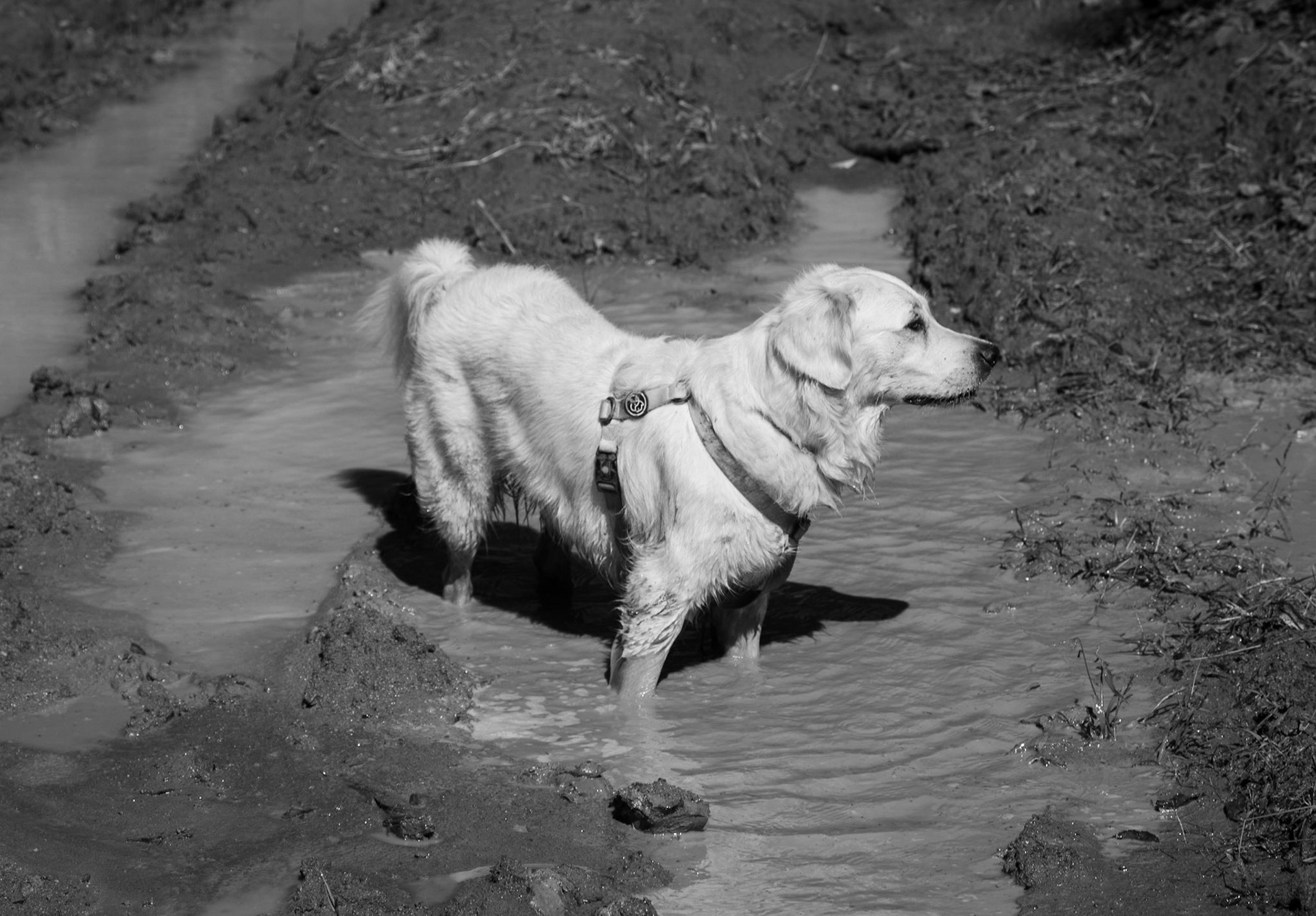 Atdosun forest: mud-loving Lucia