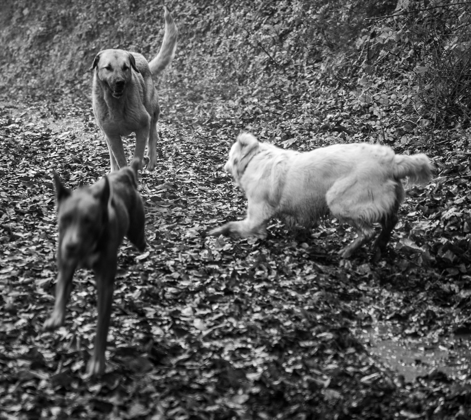 Bozhane forest: Lucia, Luka and a feral dog