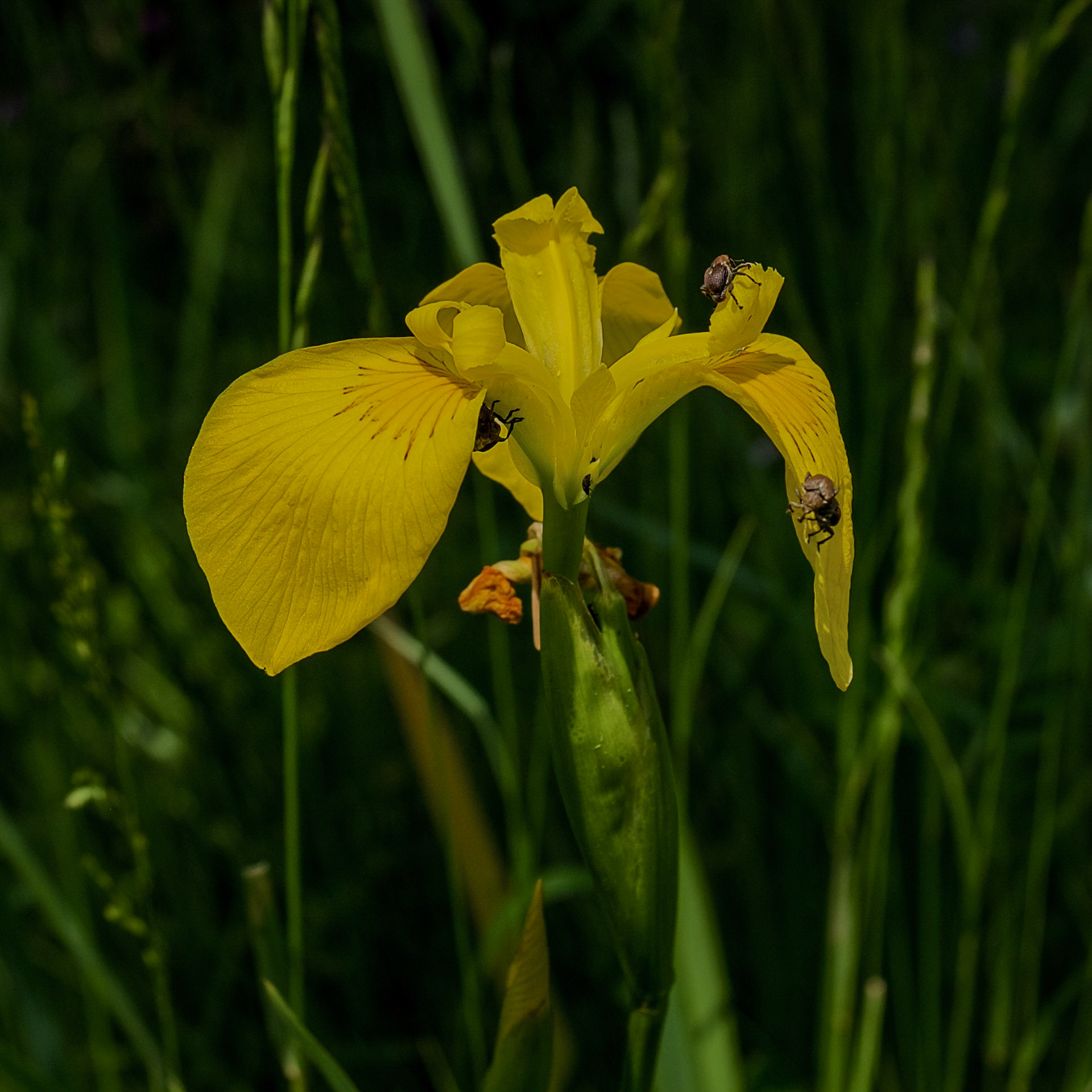 in the shallow Sazlıdere valley between Baklalı and Dursunköy: a yellow flag iris with bugs