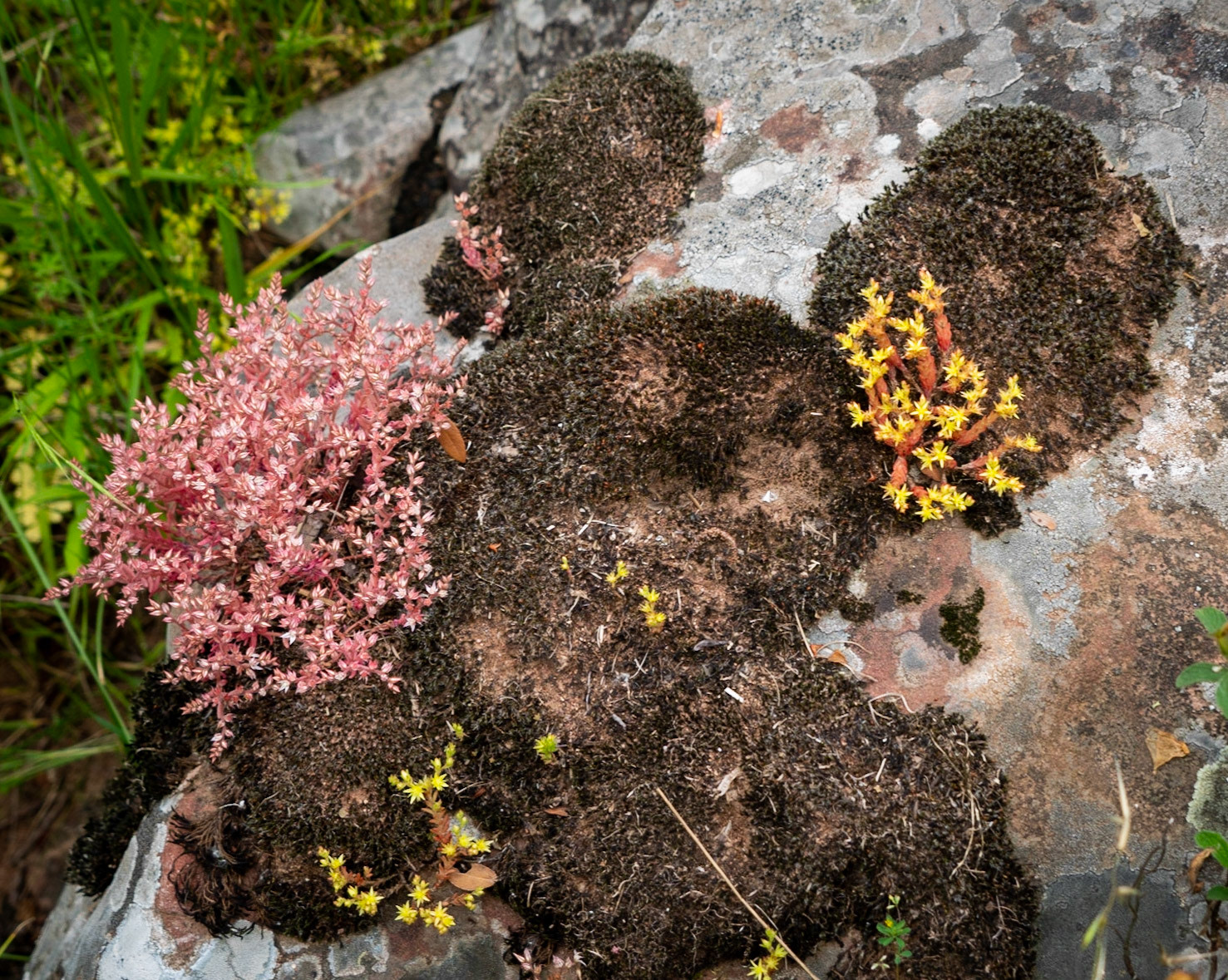 Sığırlık gorge: pink and yellow rock flowers (what?)