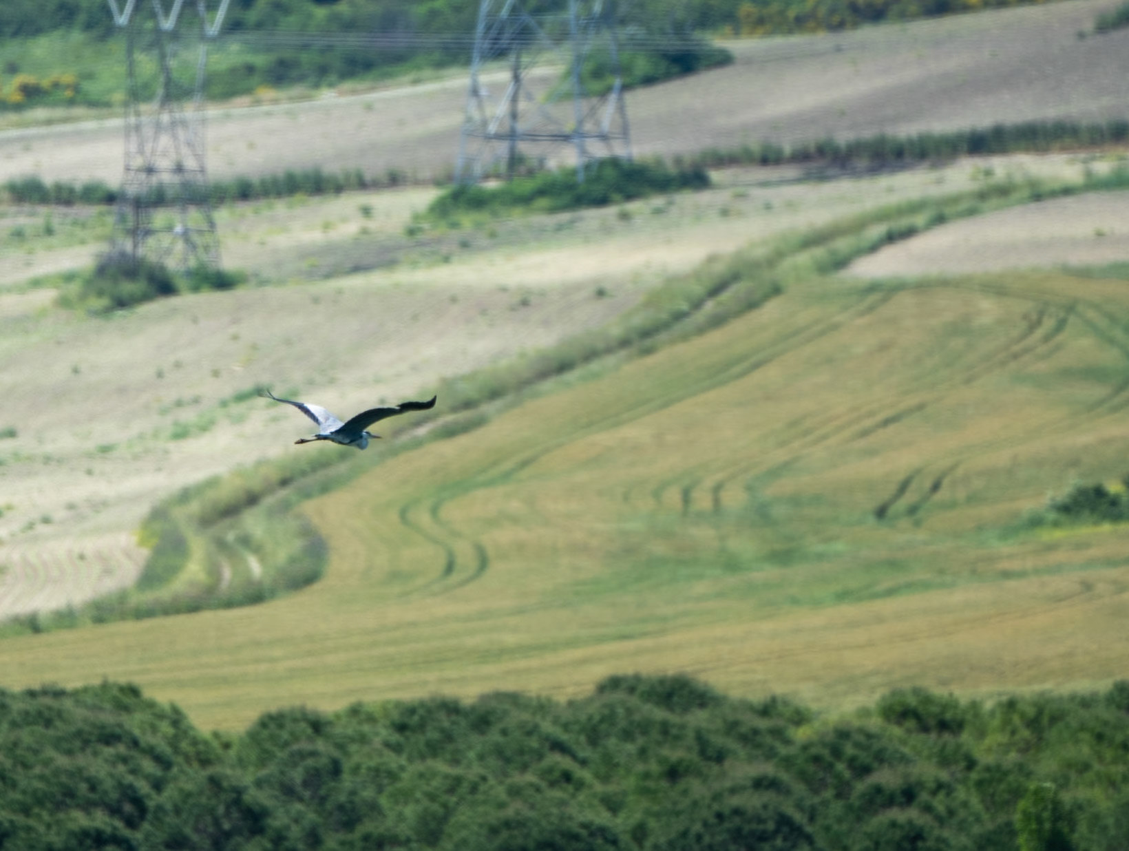 heading SW from Sazlıbosna: stork
