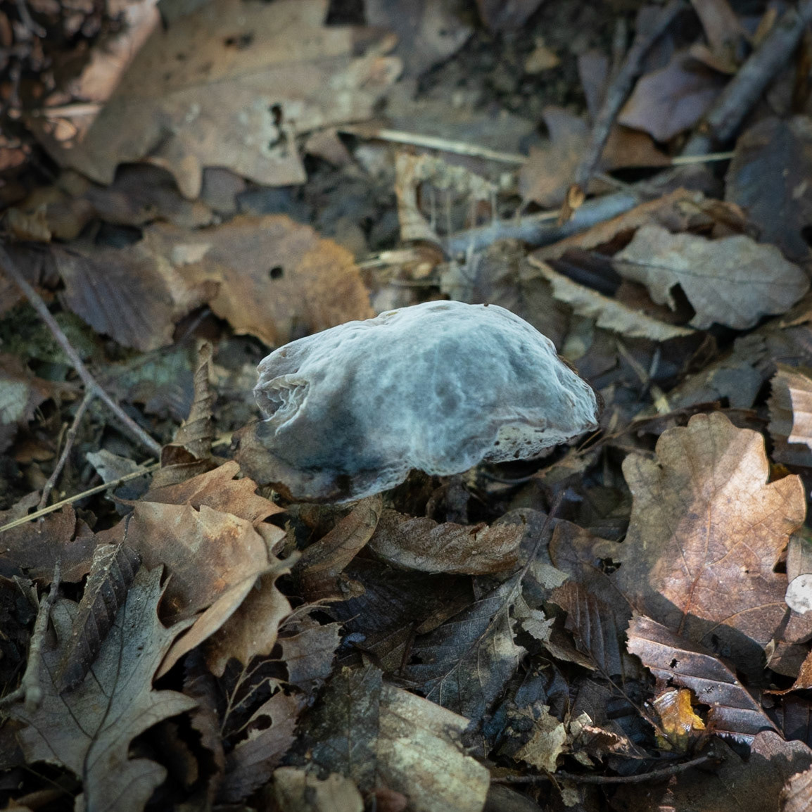 between Reşadiye: and Polonezköy: wraithe-like fungus