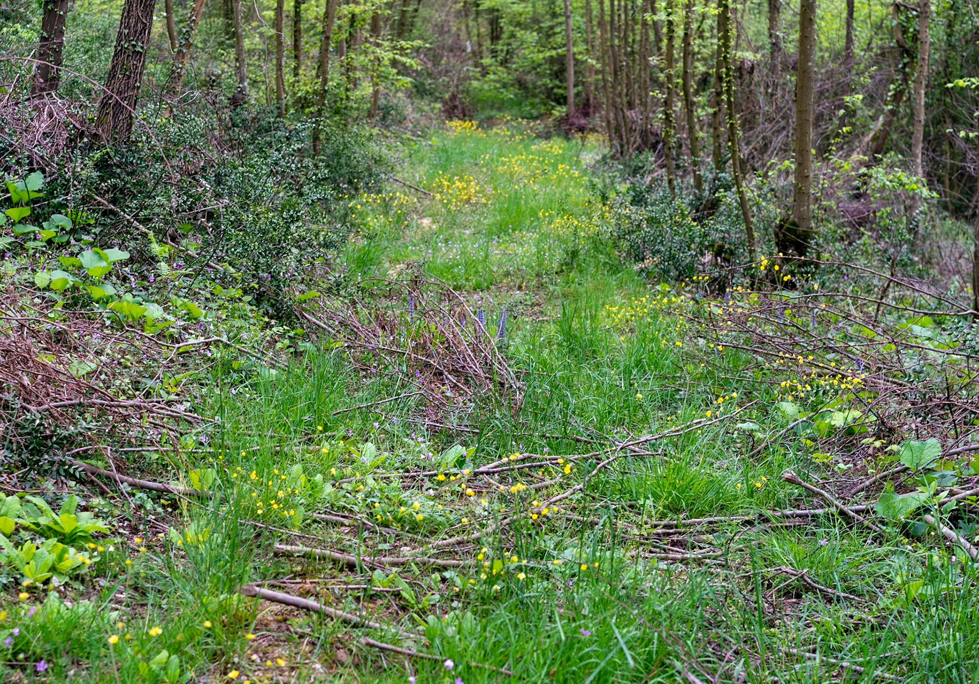 east of İshaklıköy: green track with yellow flowers