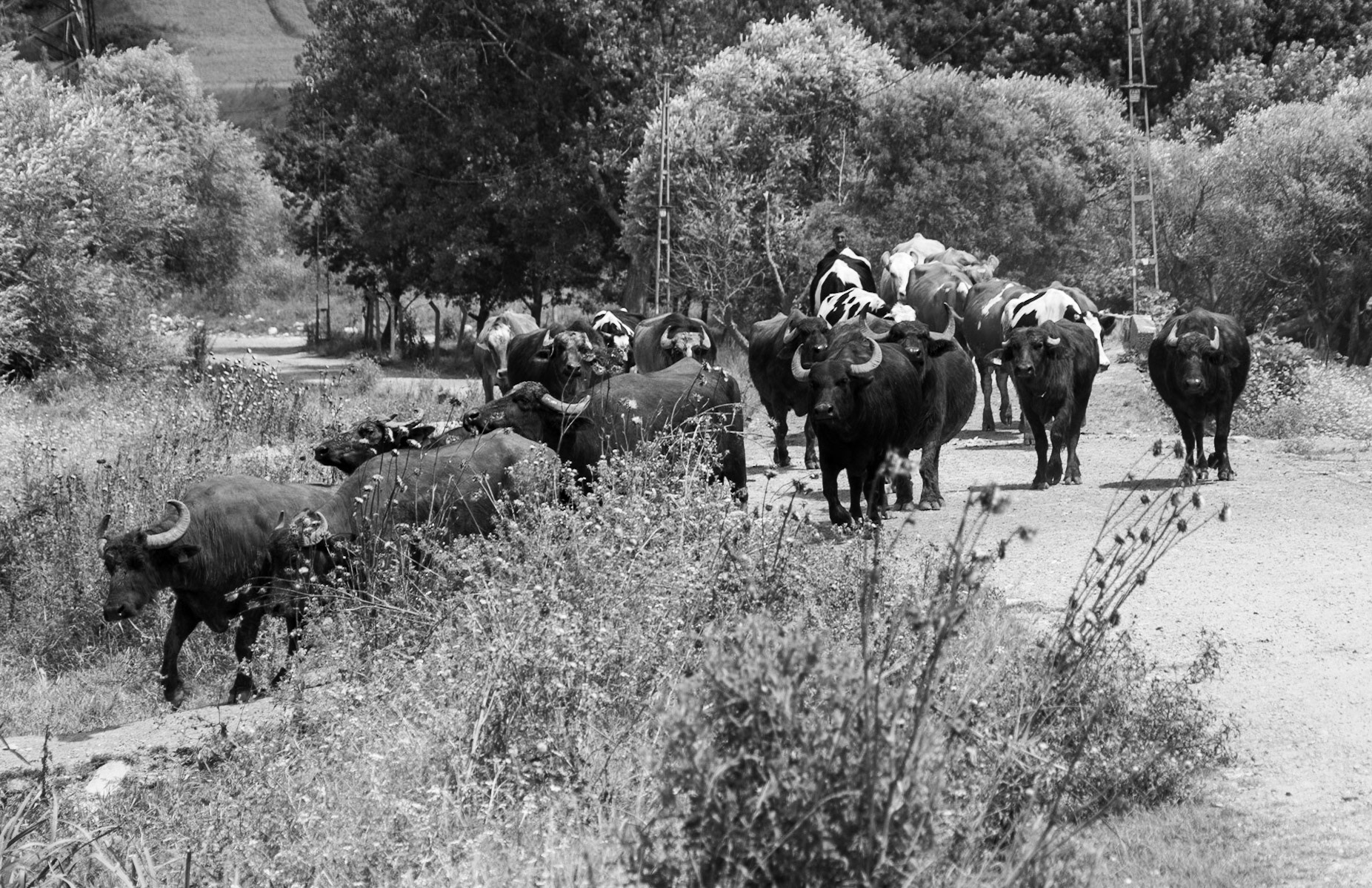 heading east from Dursunköy: a herd of water buffalo and cows