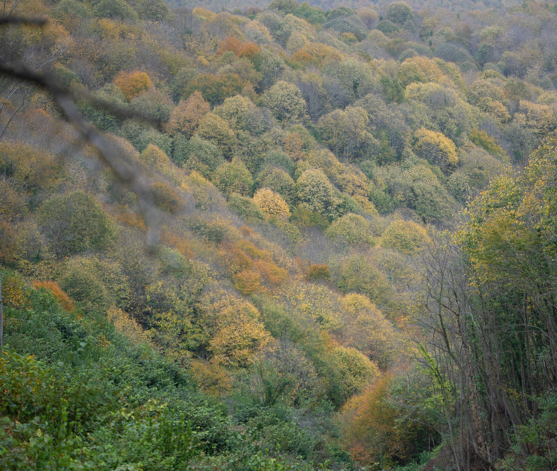 Kaynarca estate: autumn trees