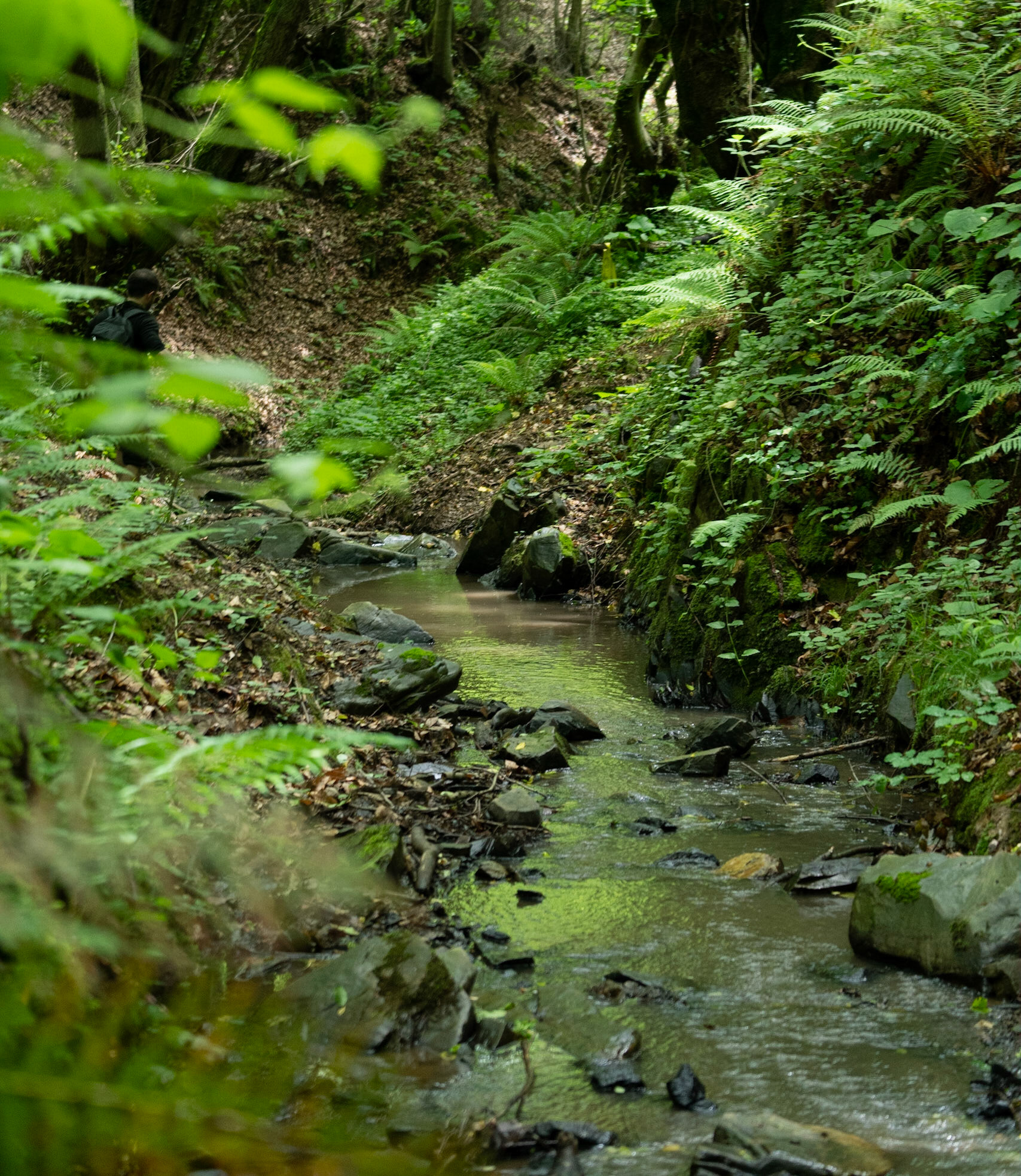 Zerzevatçı streamwalk: stream