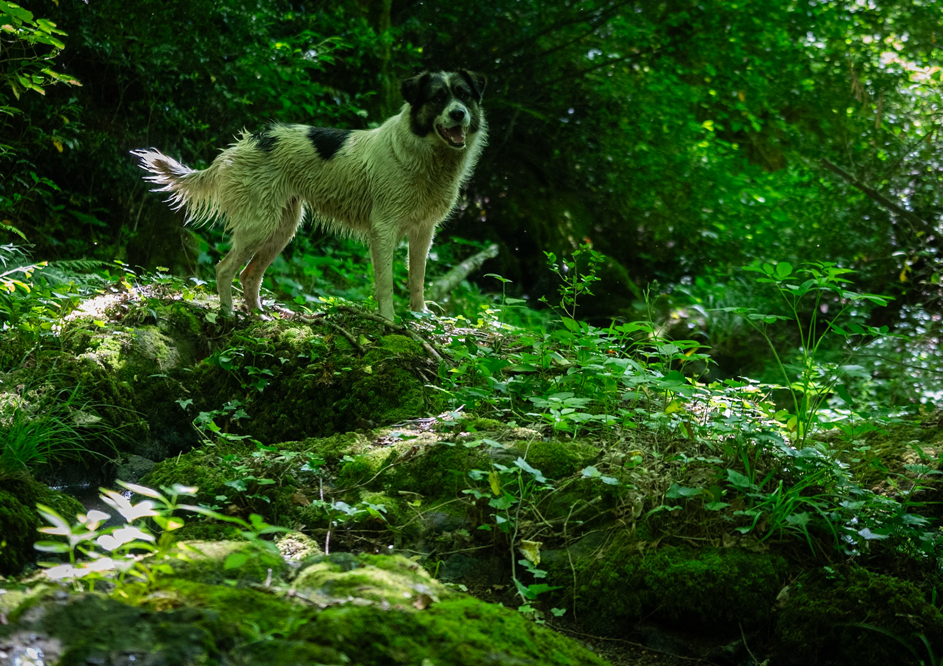 Kılıçlı southeastern stream walk: ever happy Bonnie