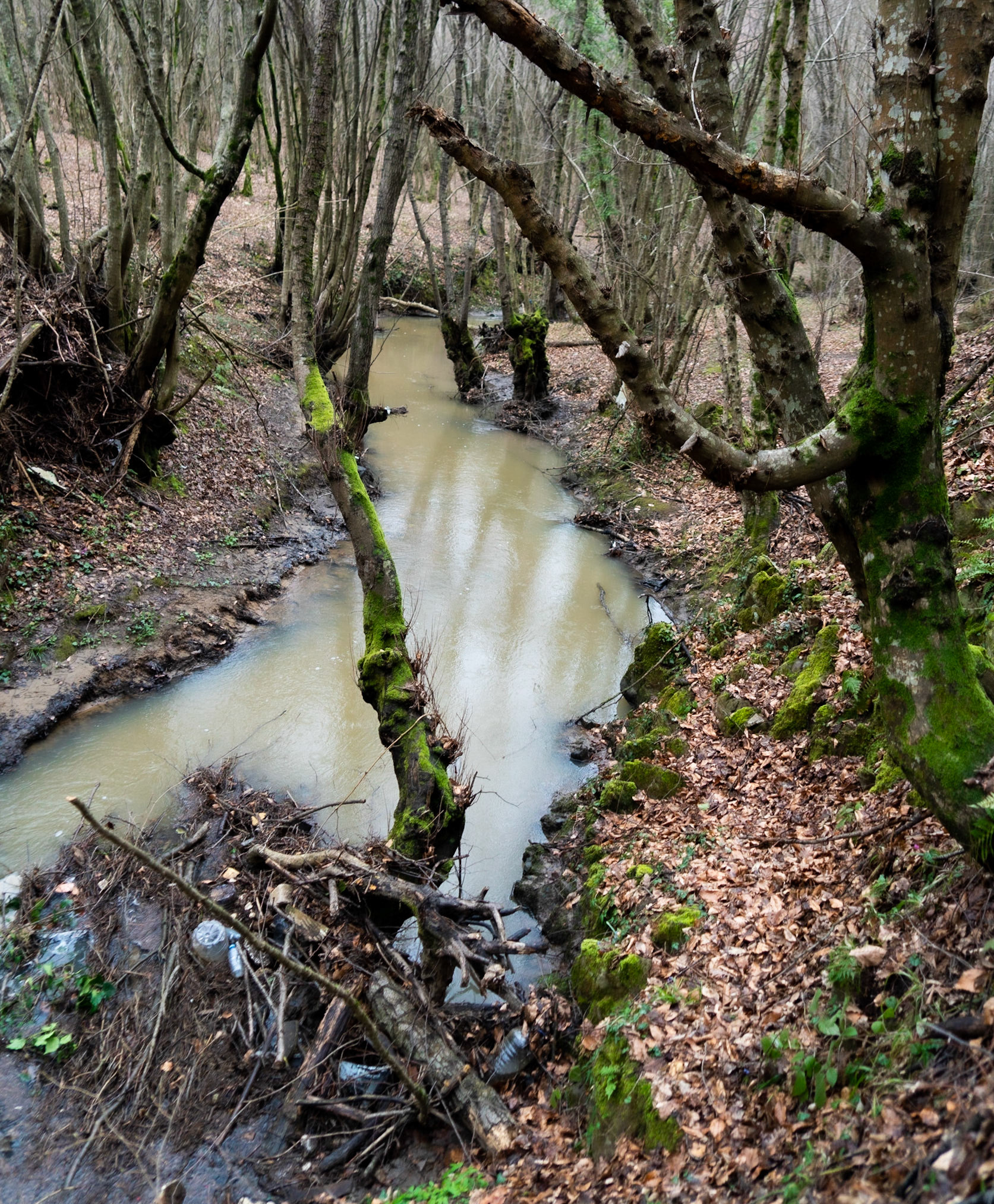 Kozu Deresi valleys: stream and trees