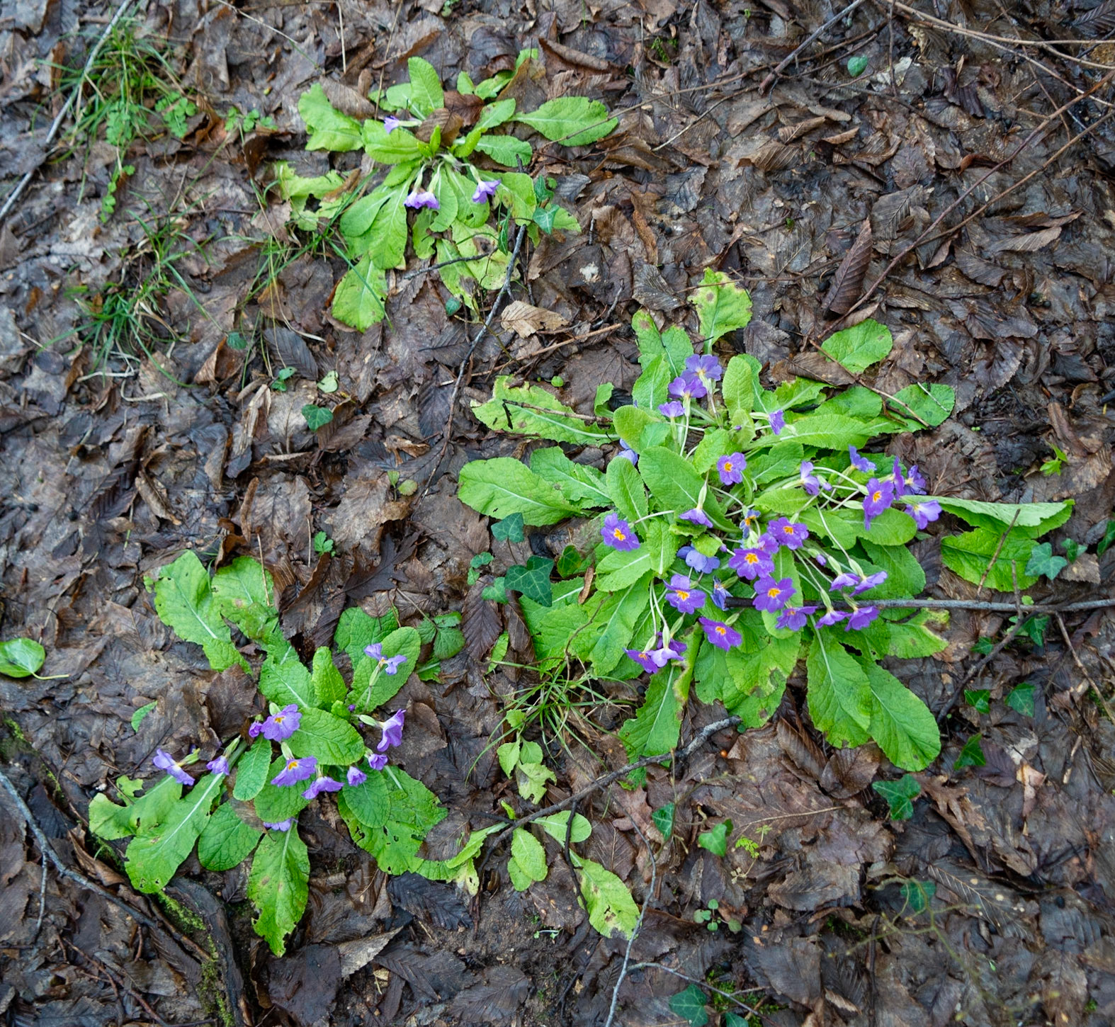 Çavuşbaşı forests: soggy primroses