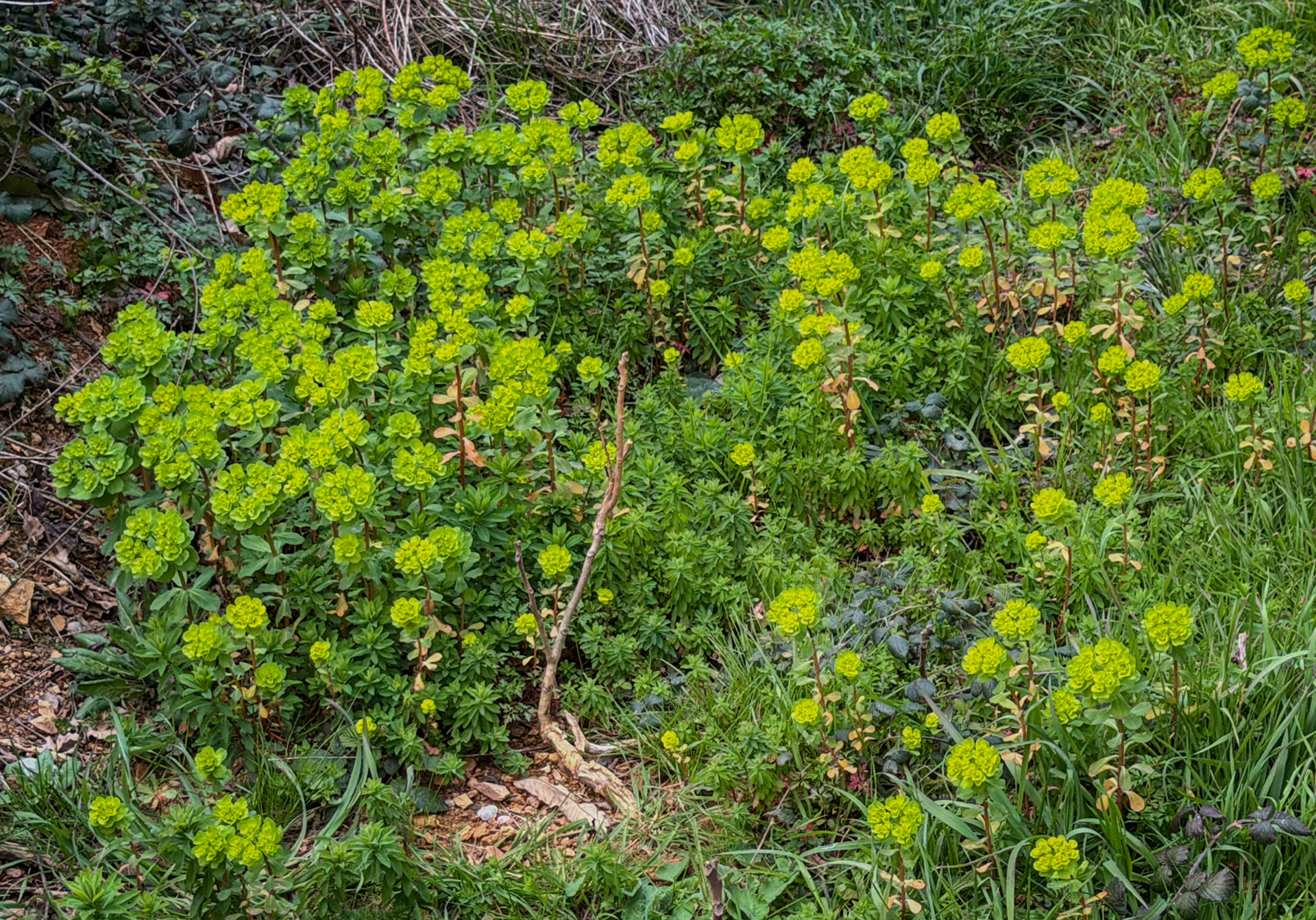 Kaymakdonduran wooded hill: green-yellow flowers