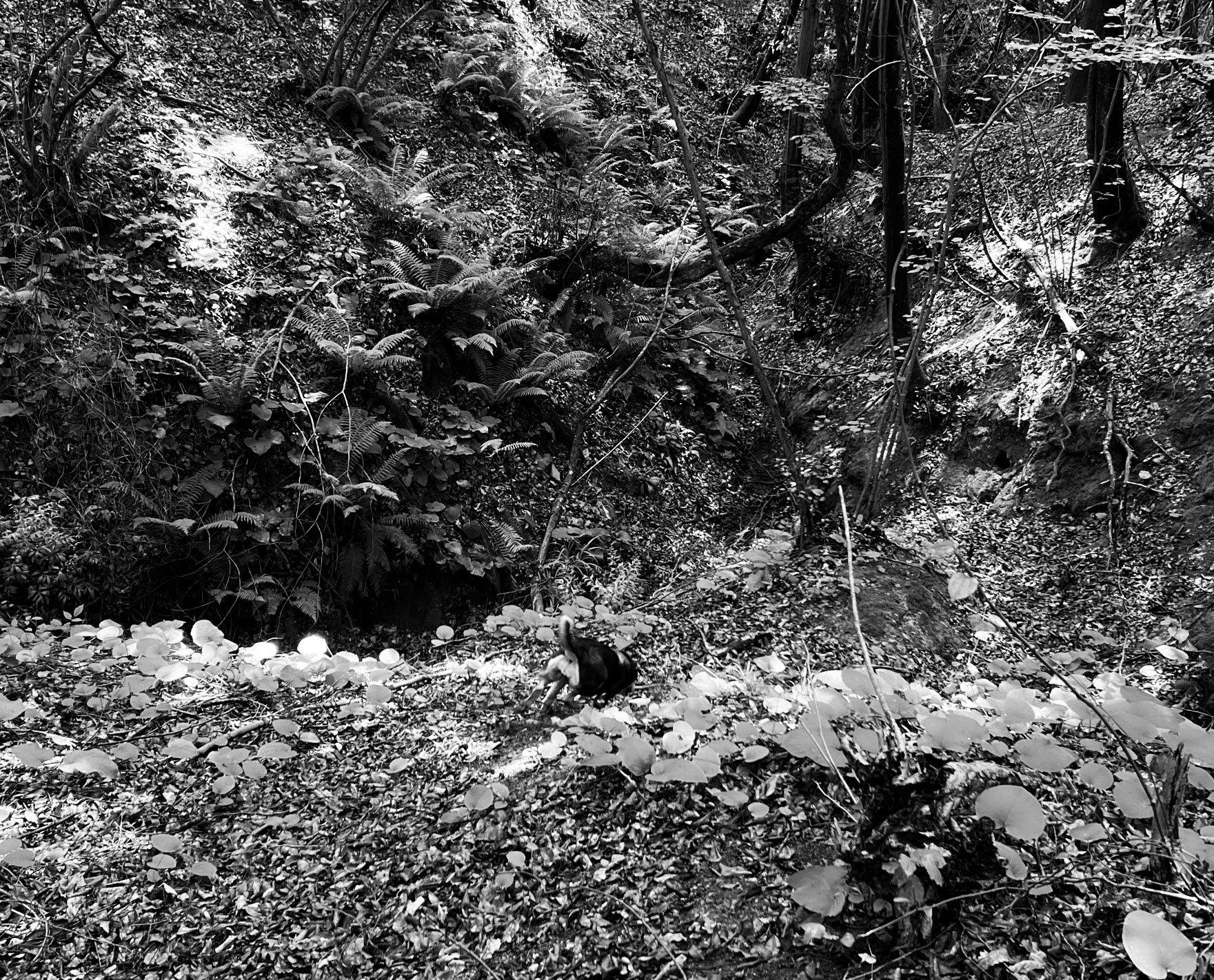 Zerzevatçı streamwalk: one of our daydogs dives down into the dell