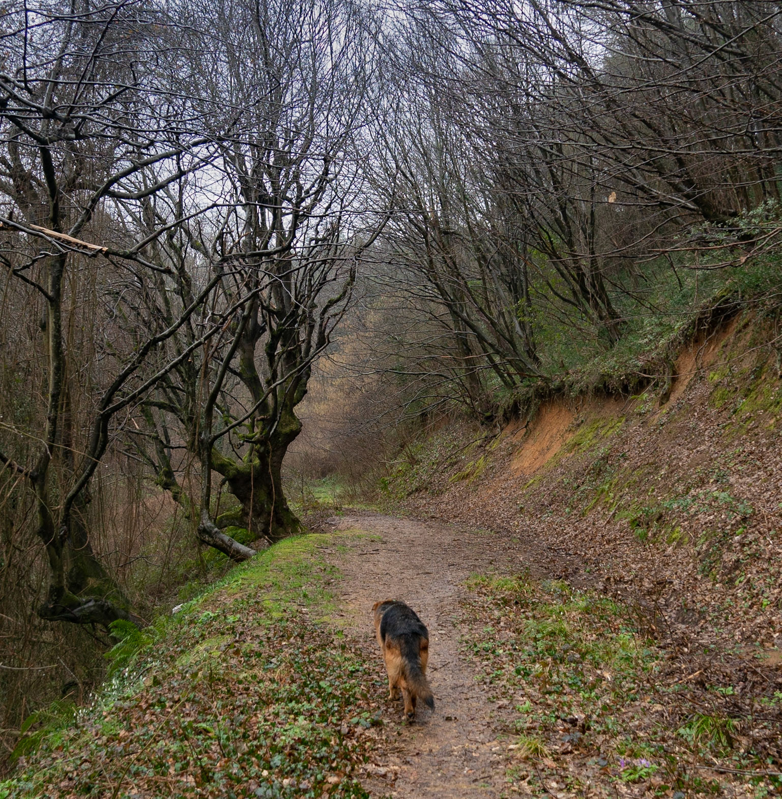 heading NE from the Şamlar upper reservoir: our day-dog leads the way to an ancient tree