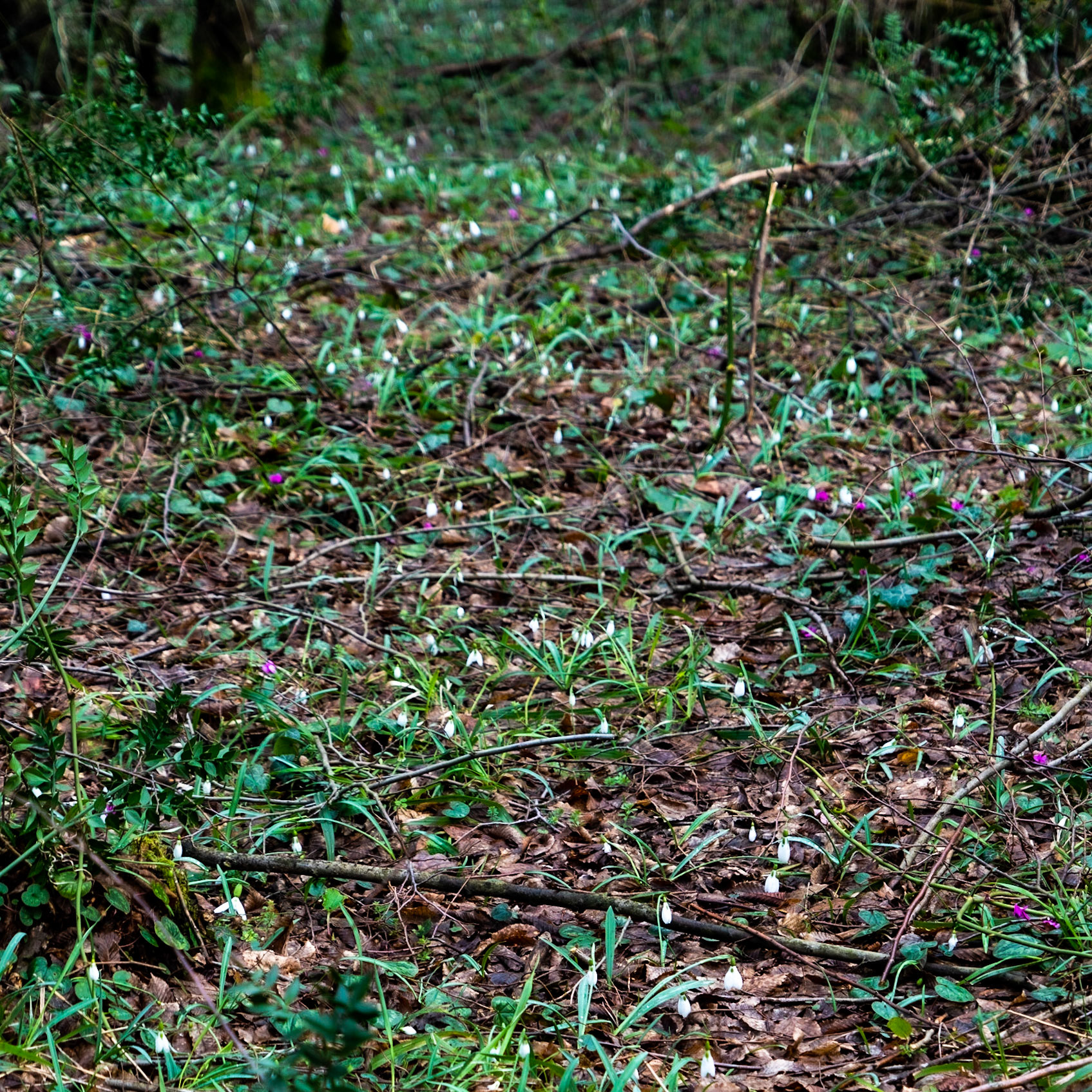 Polonezköy forests: a profusion of snowdrops mixed with cyclamen