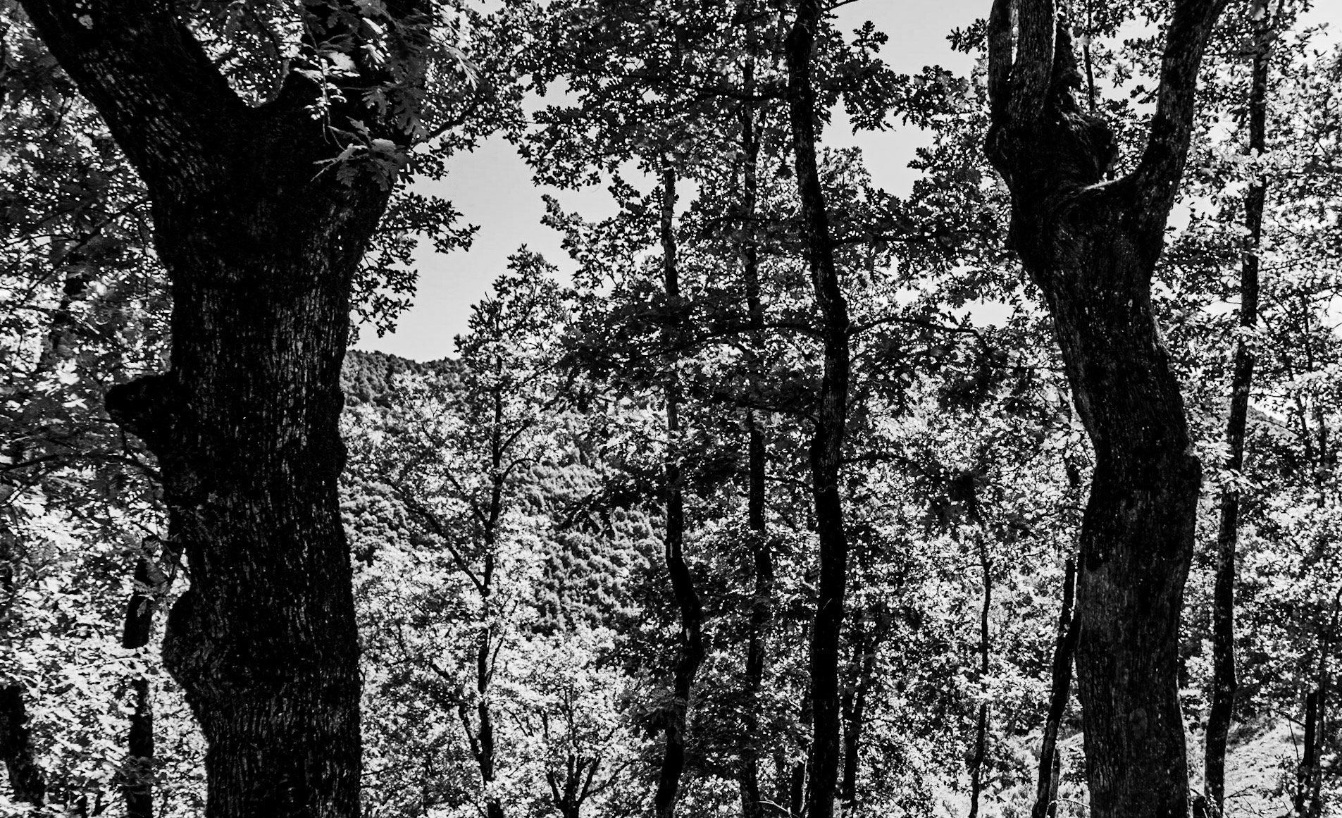 Ezili forest: framing trees