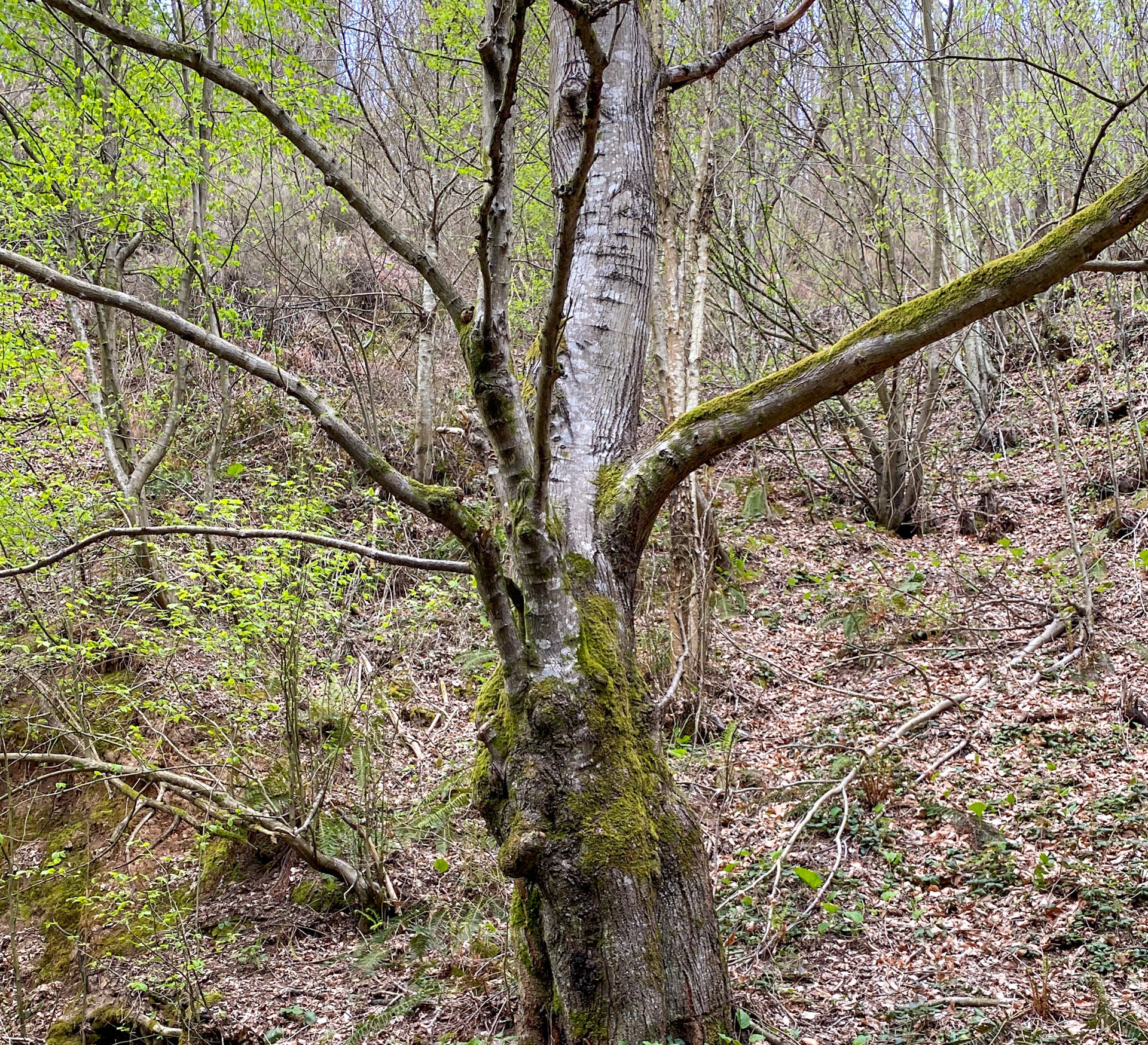 Kozlu stream valley: an old tree