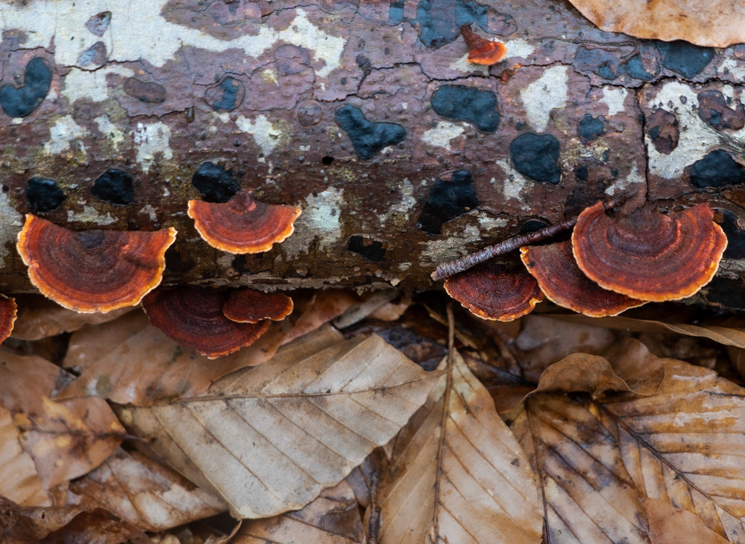 Polonezköy forests: orange wood fungi