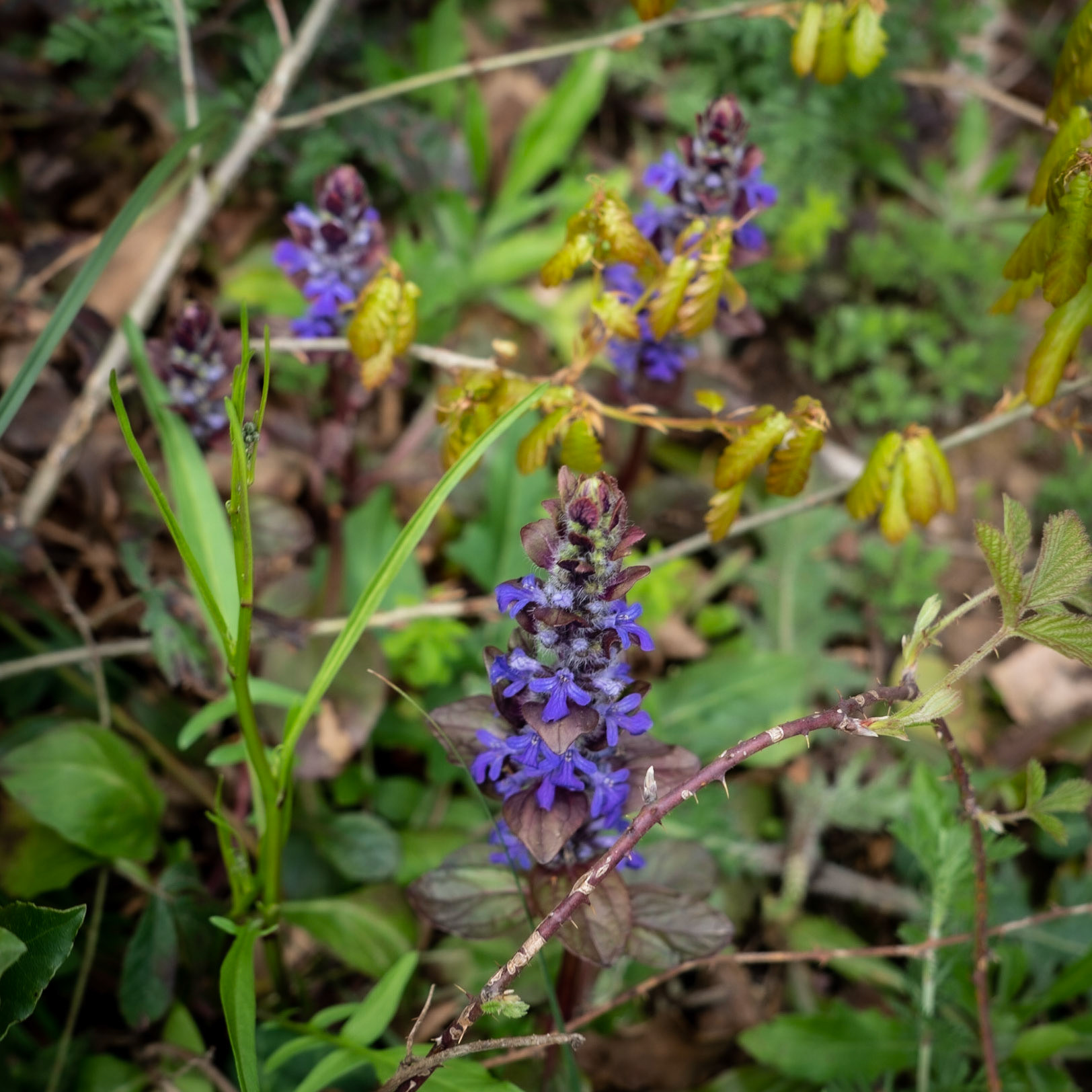 Paşamandıra woodland: purple flowers