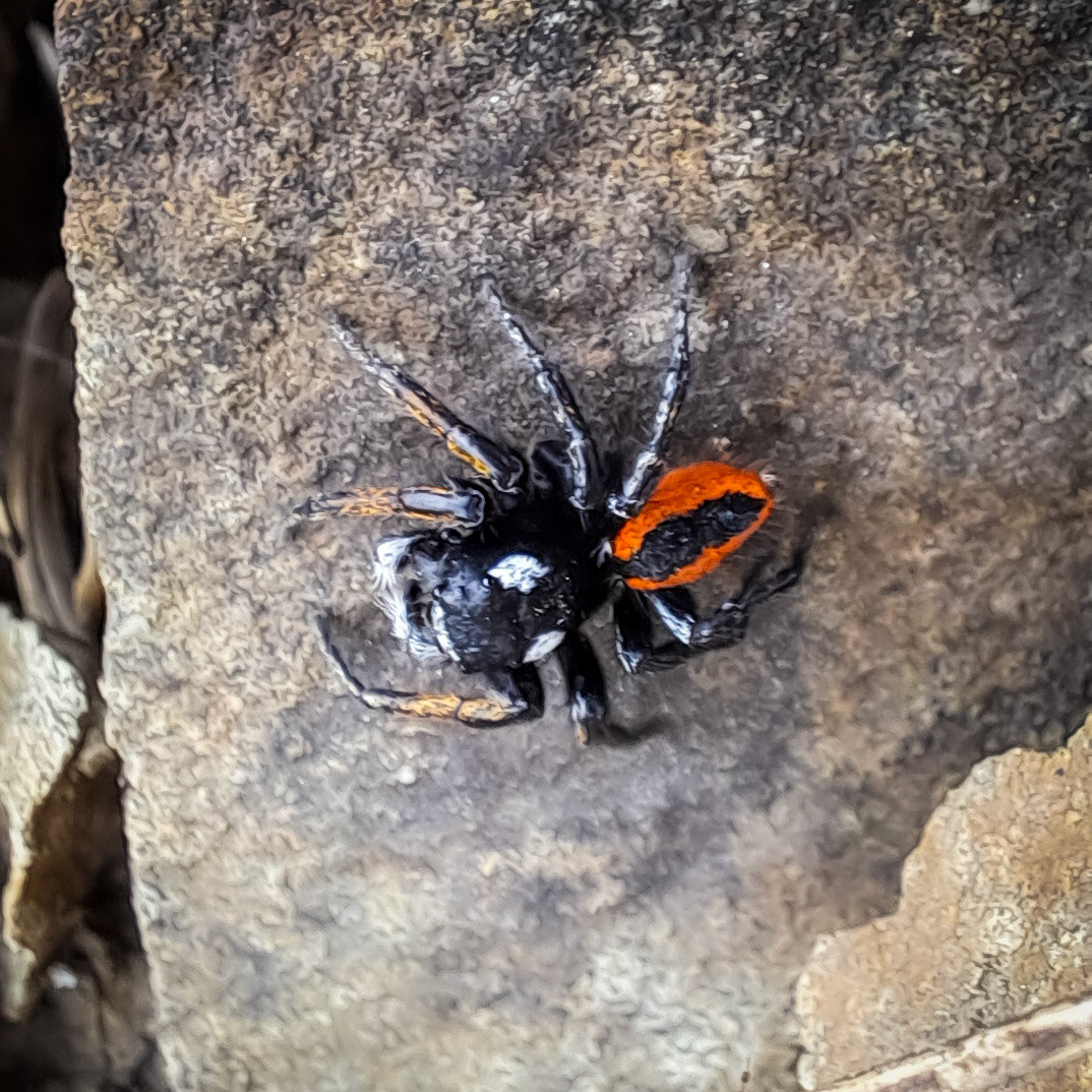 between Filiboz Ottoman quarry and poppy meadow: a red and black spider (photo by Alp Tuzer)