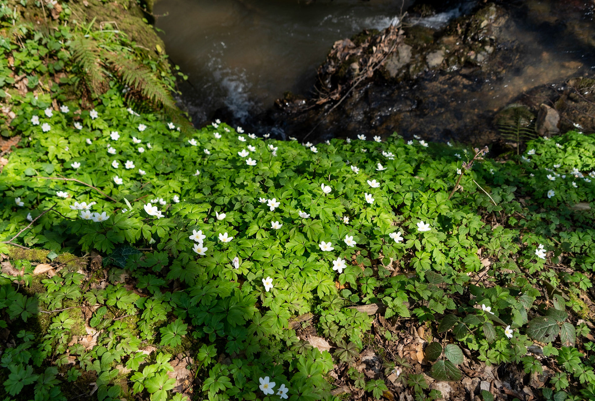 Zerzevat stream valley:white flowers