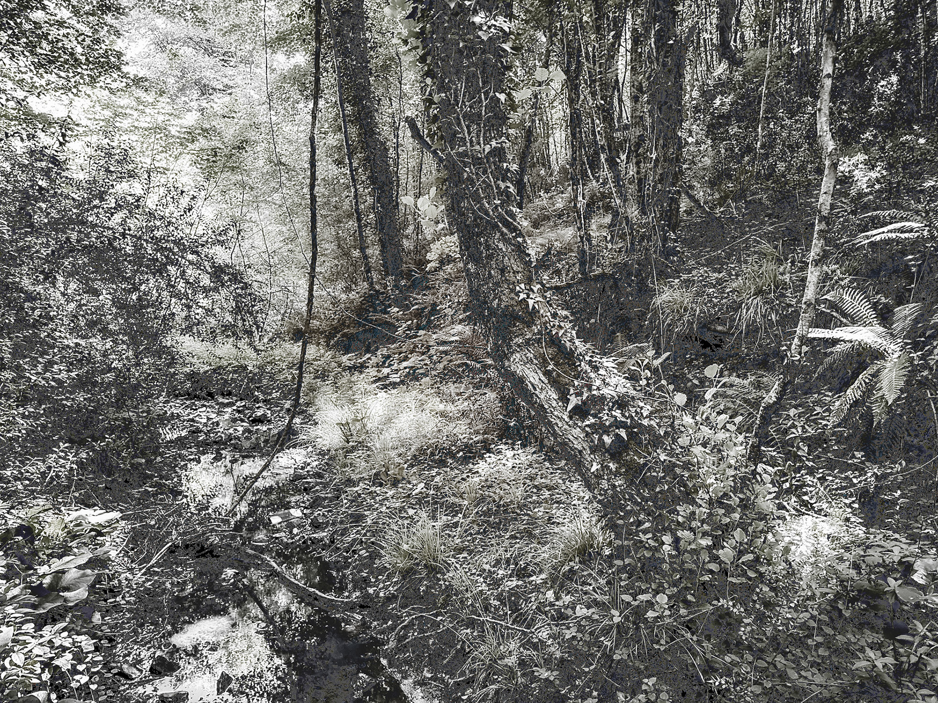Ayhan Şahenk forest: trees