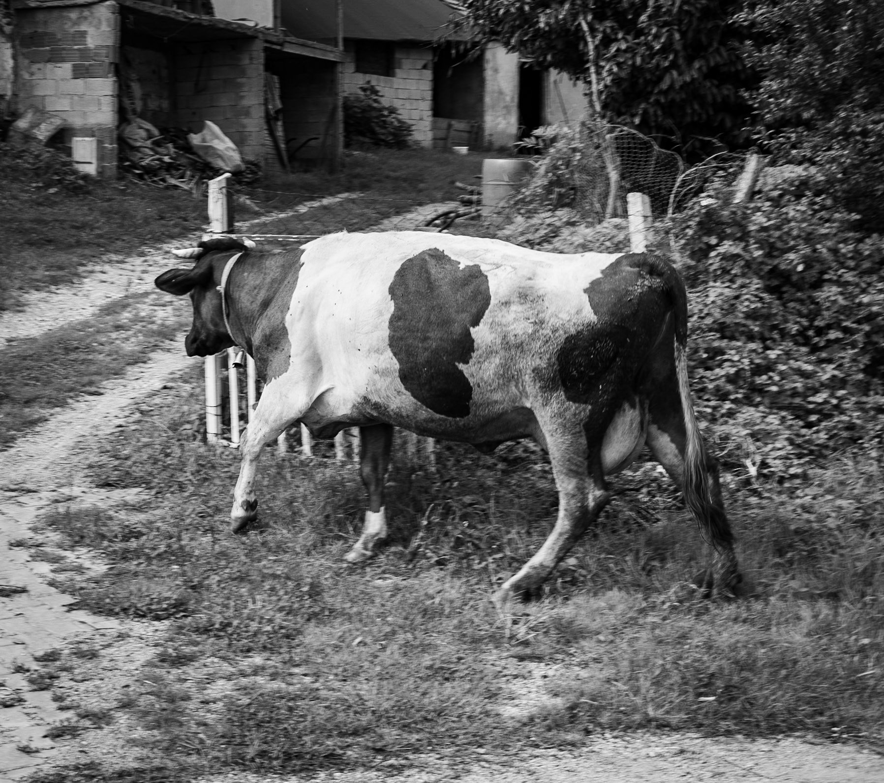 İshaklıköy: a cow determinedly walks to its farm (presumably because it needs milking)