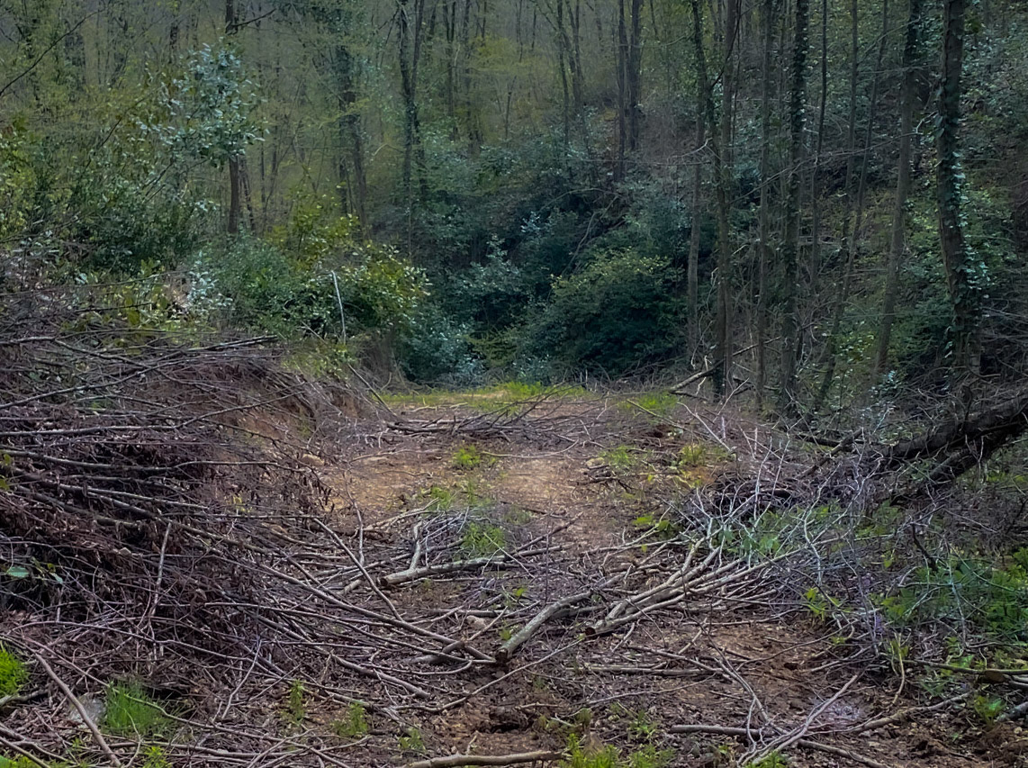 Paşamandıra woodland: a brushy track