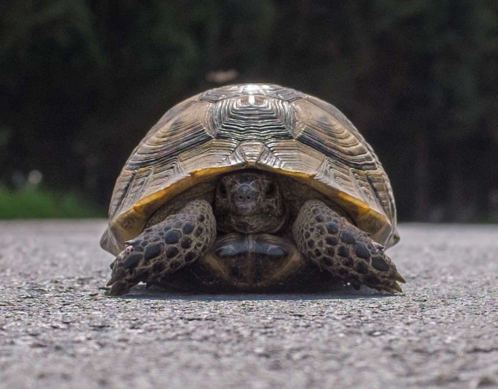 Durusu: a spur-thighed tortoise on a country road