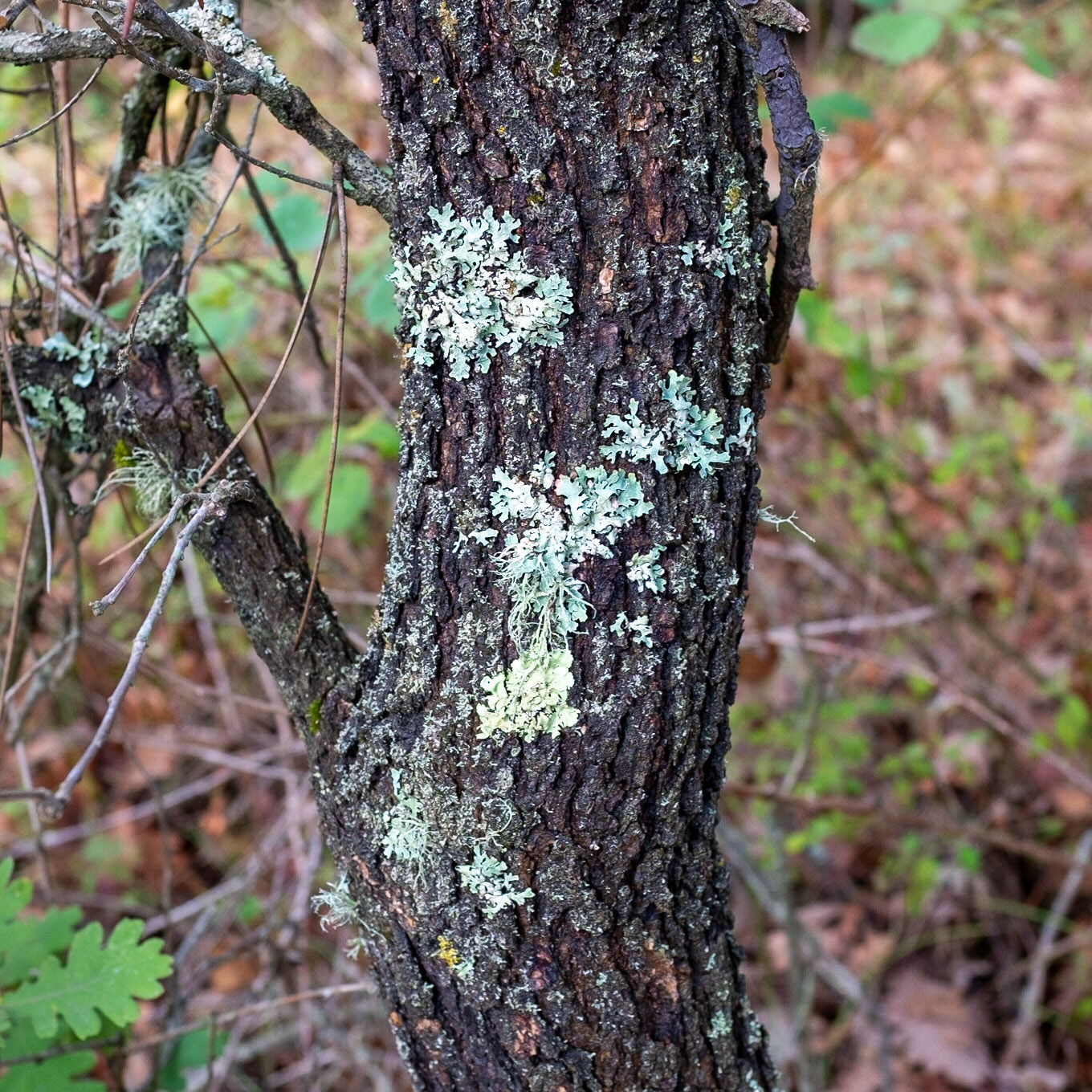 between Göçbeyli and Ballıca: lichen on bark