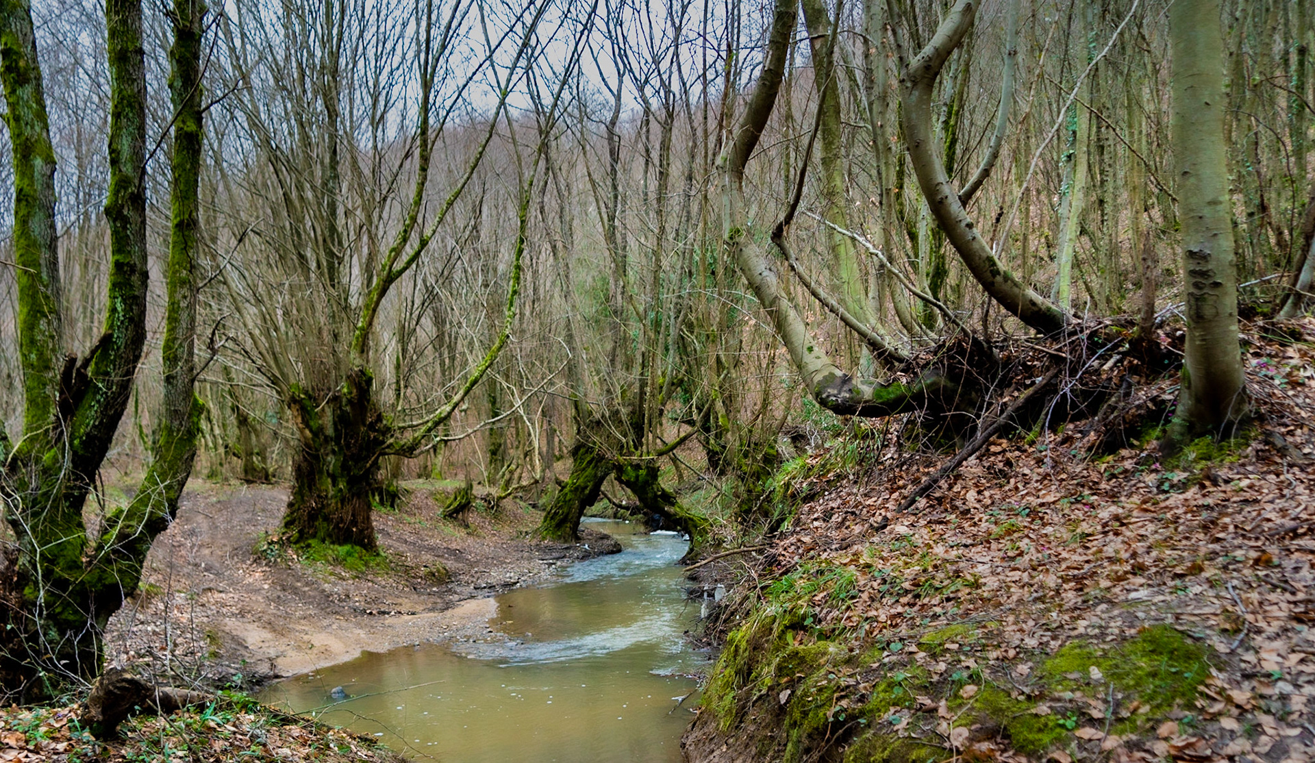 Kozu Deresi valleys: stream and old trees