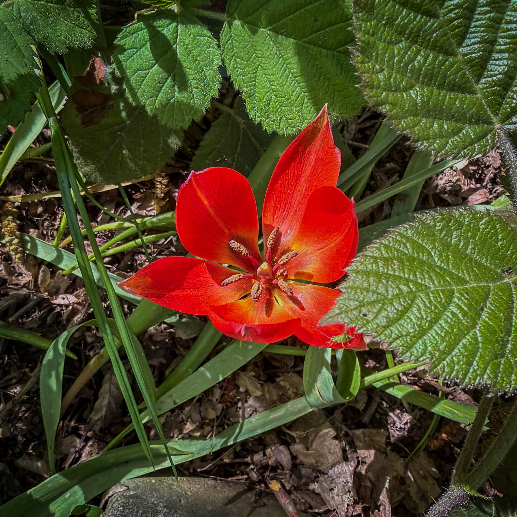 northern Reşadiye forest: orange-red flower