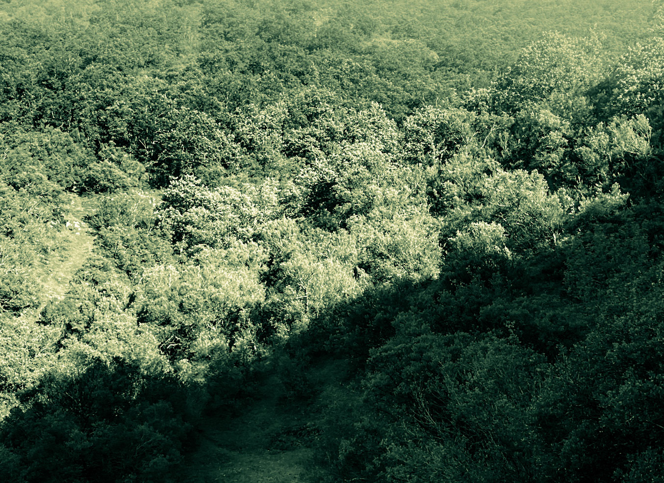 Kargalı northwestern forest