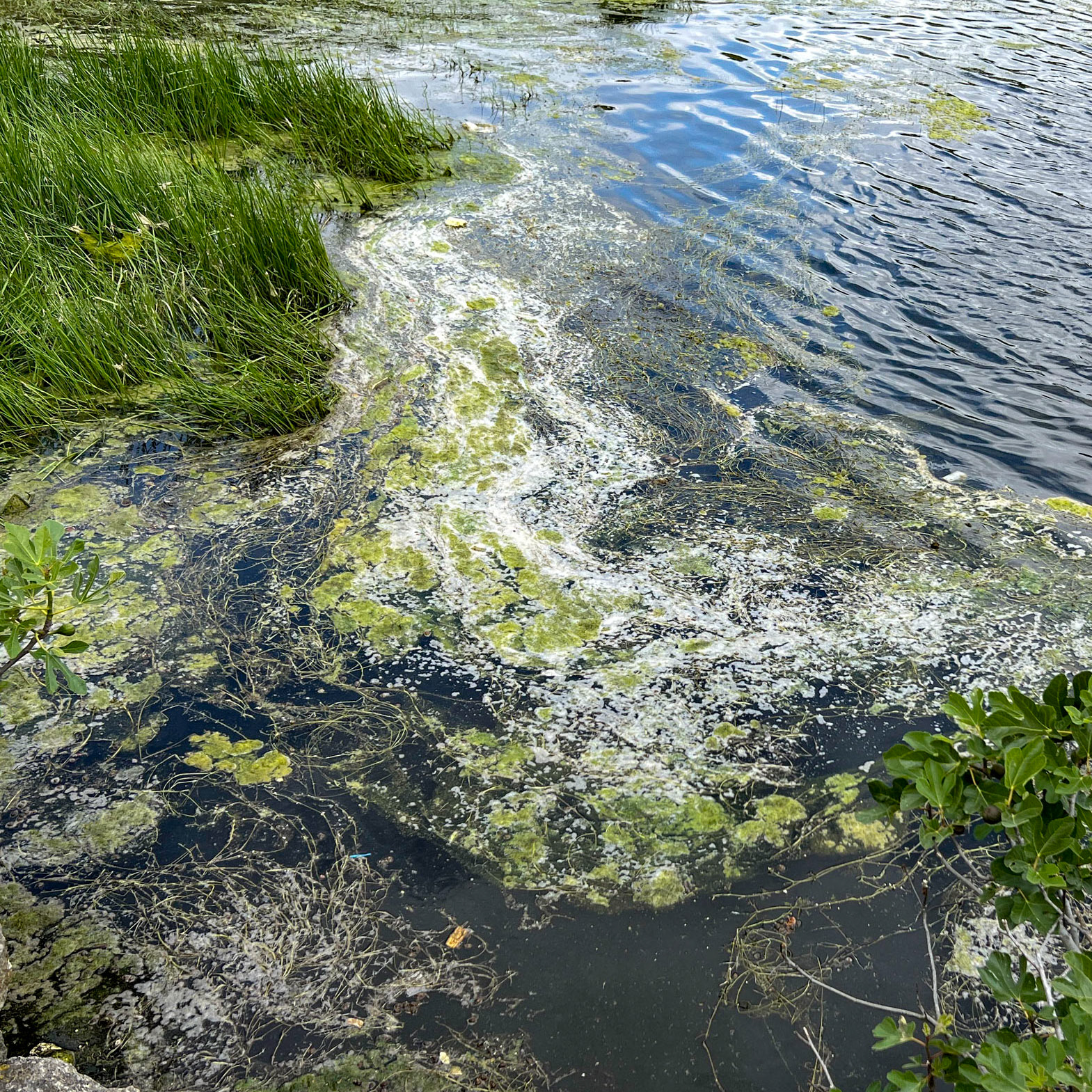 Şamlar Ottoman dam: scummy water