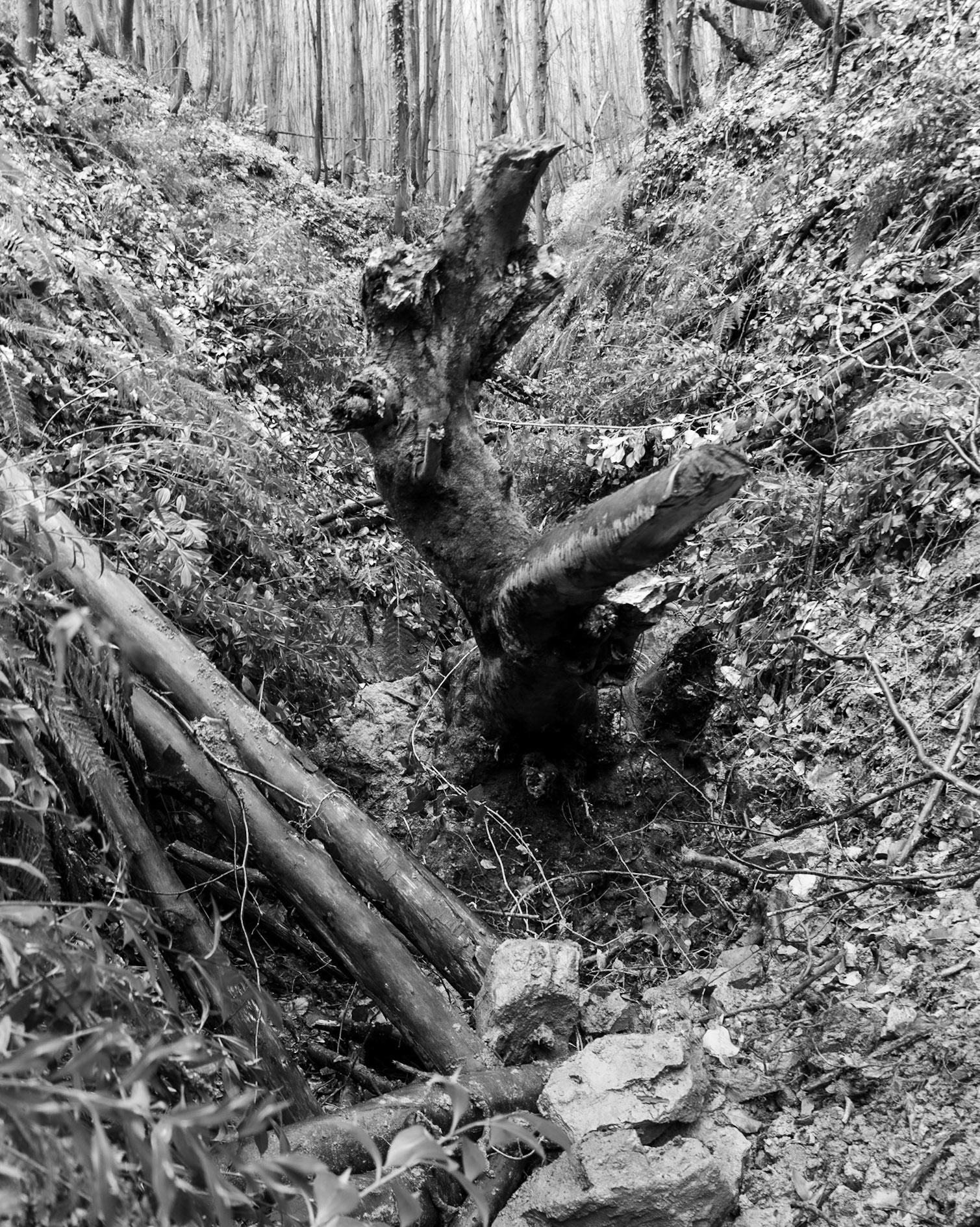 Polonezköy forests: twisted tree trunk
