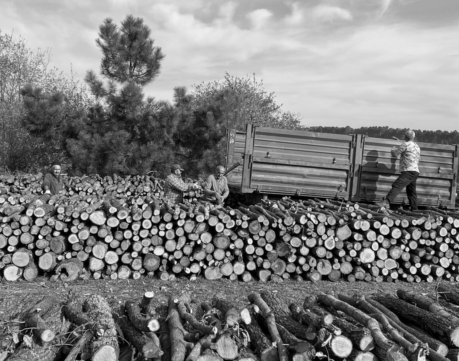 Nazik forest: foresters at work