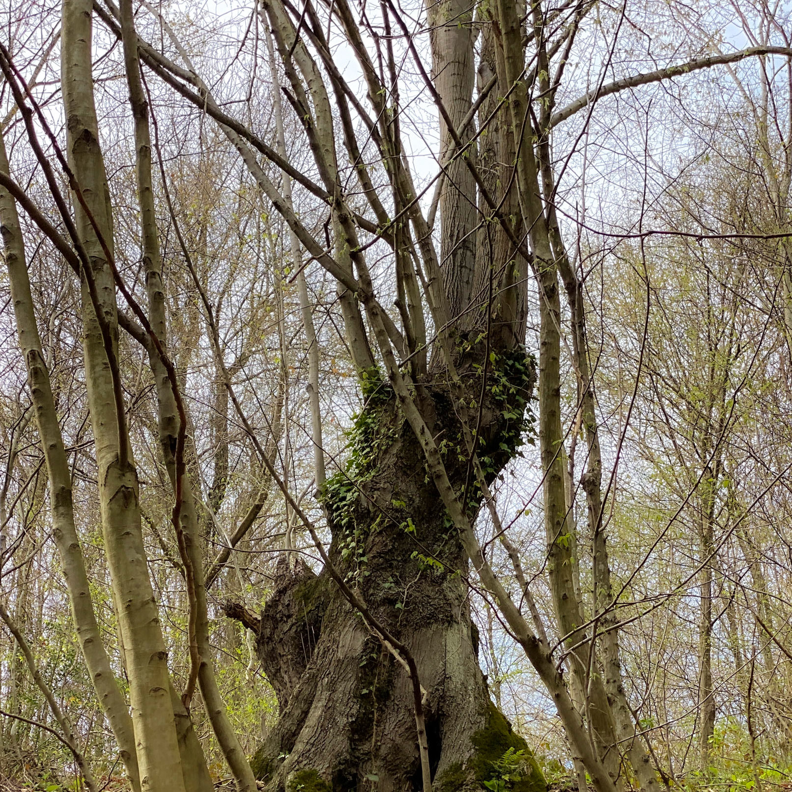 Kozlu stream valley: an old tree