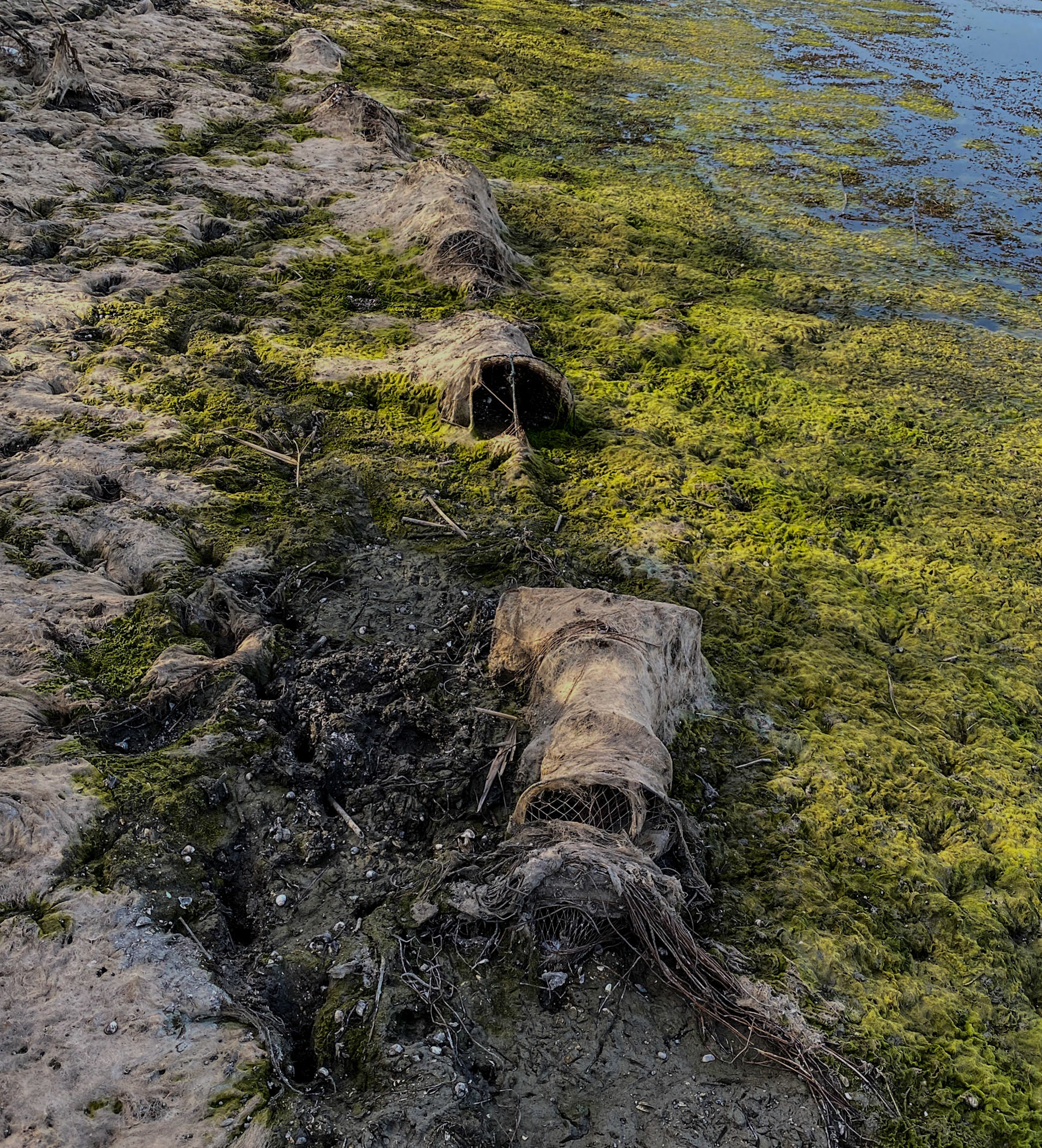 Trikos mudflats: abandoned fishing tackle (I think)