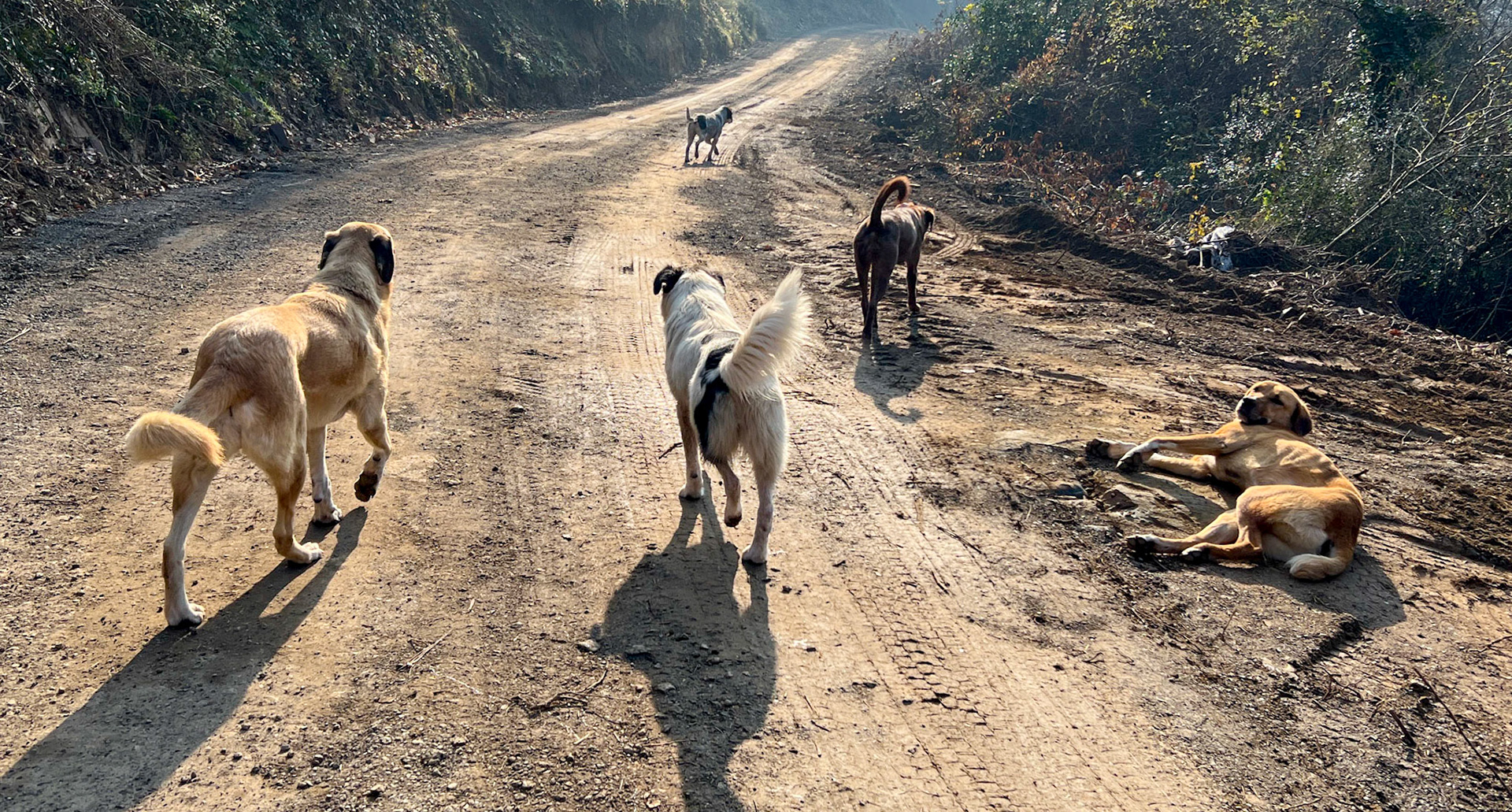 between Kılıçlı and İshaklı: dogs on track