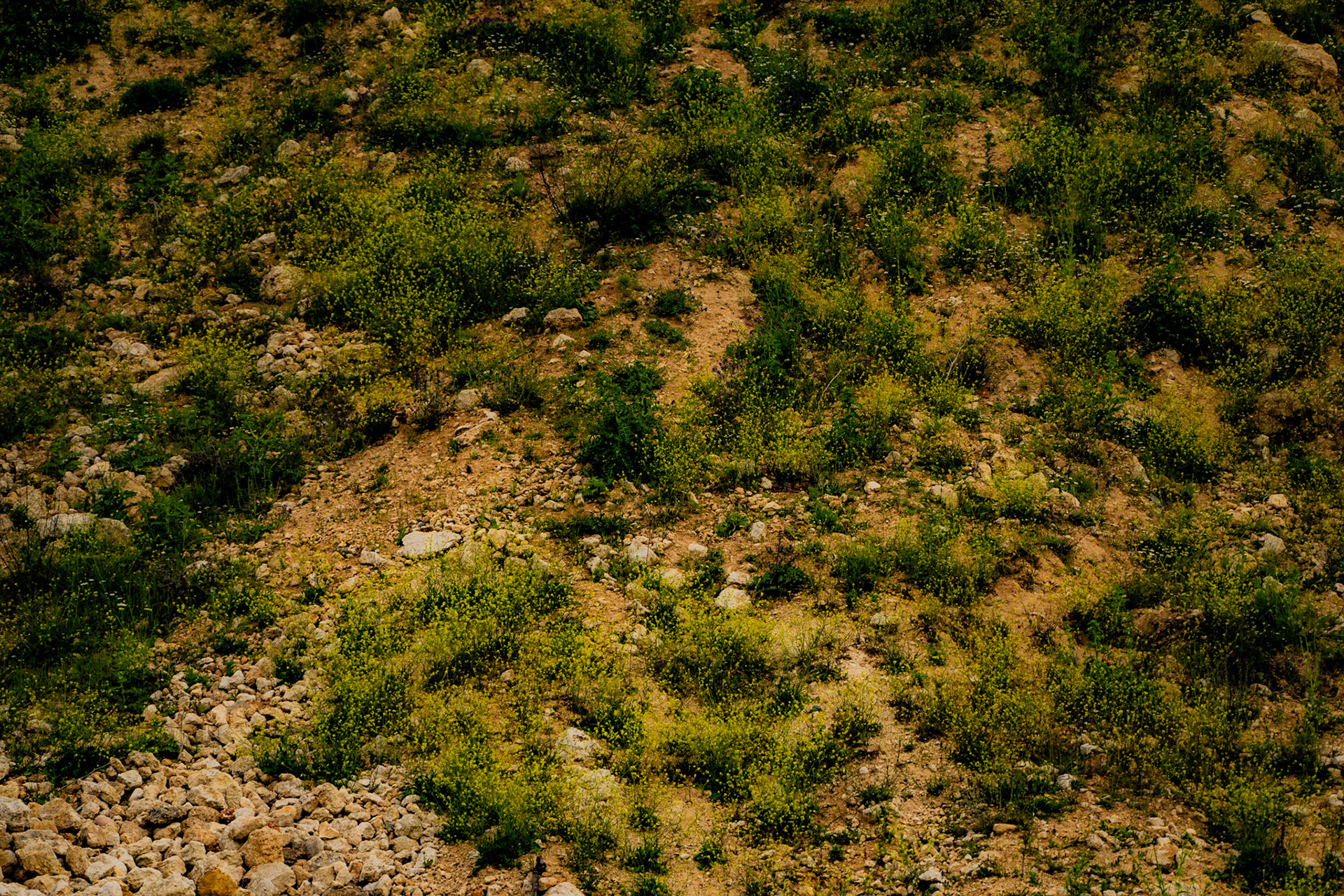 Kocabayır hill: motley ground