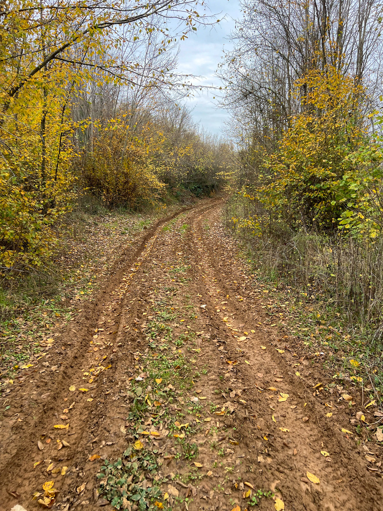 Alibahadır western forest: autumnal track