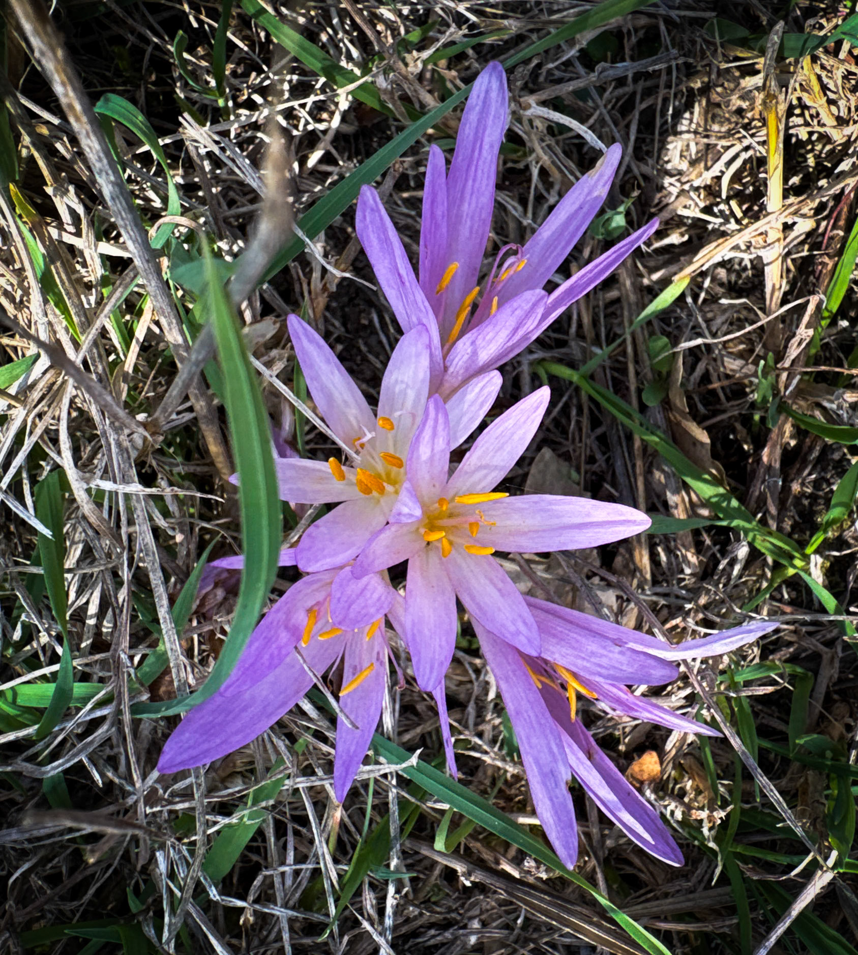 Şişekumları valley: autumn crocuses